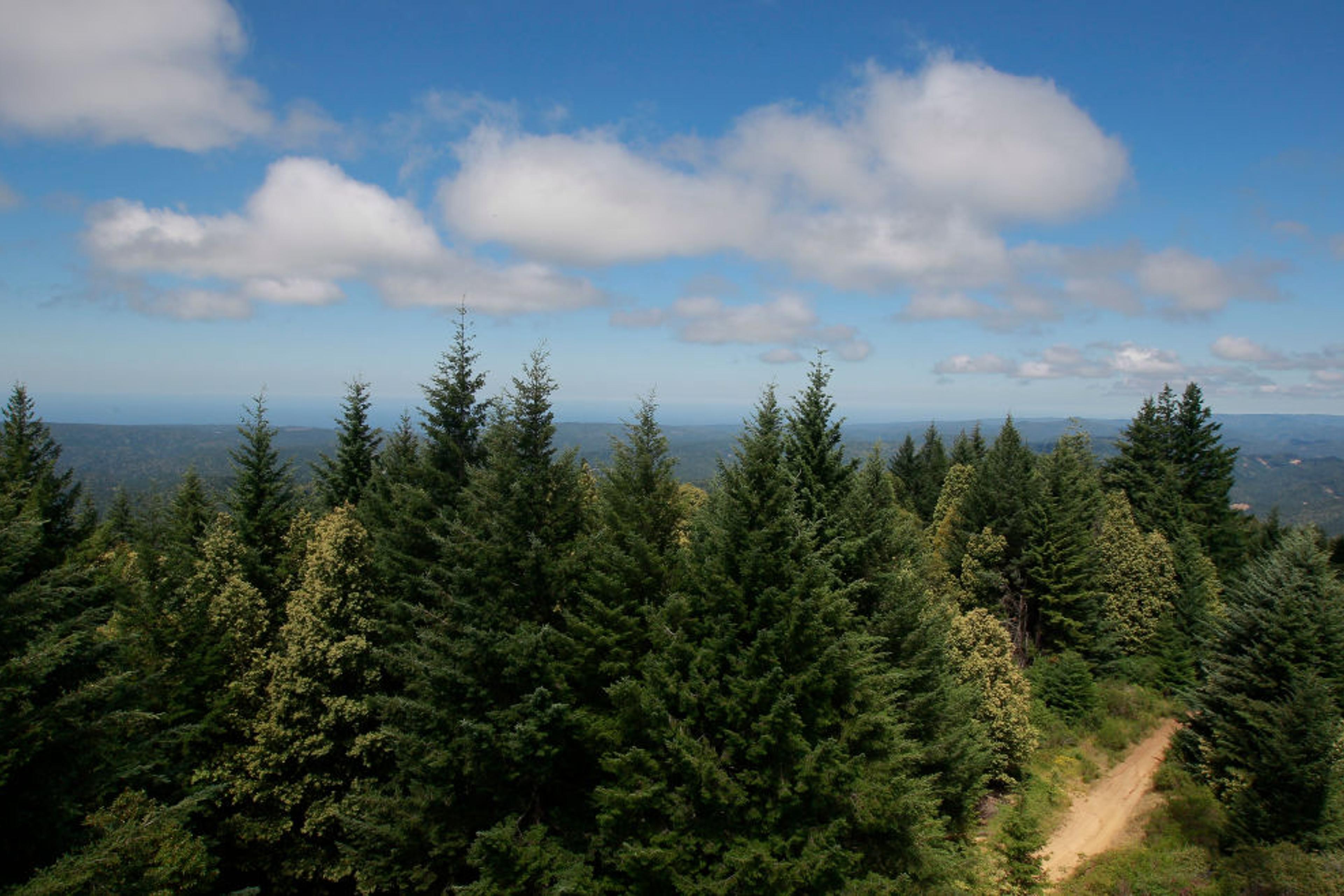 Both the timber industry and carbon credit projects value America's forests at billions of dollars.
