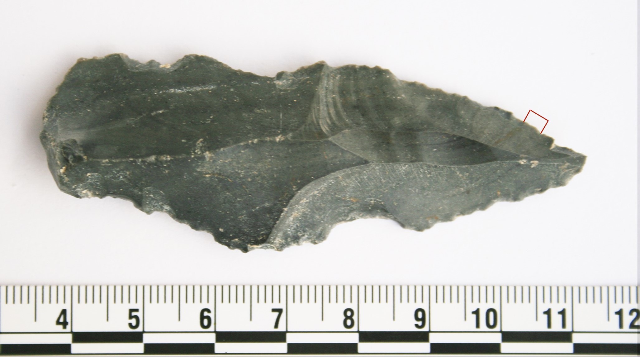 Top chef: a blade used by pre-humans that tested positive for rhinoceros blood