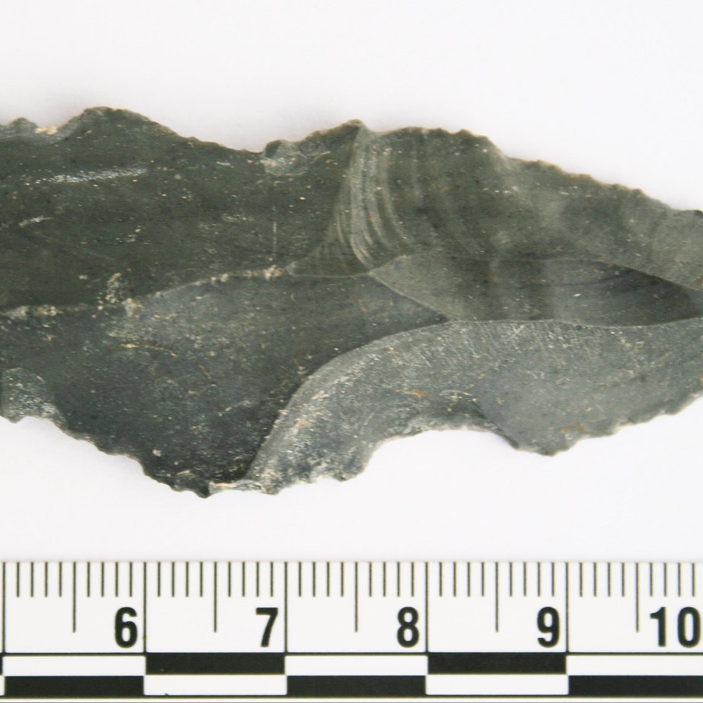 Top chef: a blade used by pre-humans that tested positive for rhinoceros blood