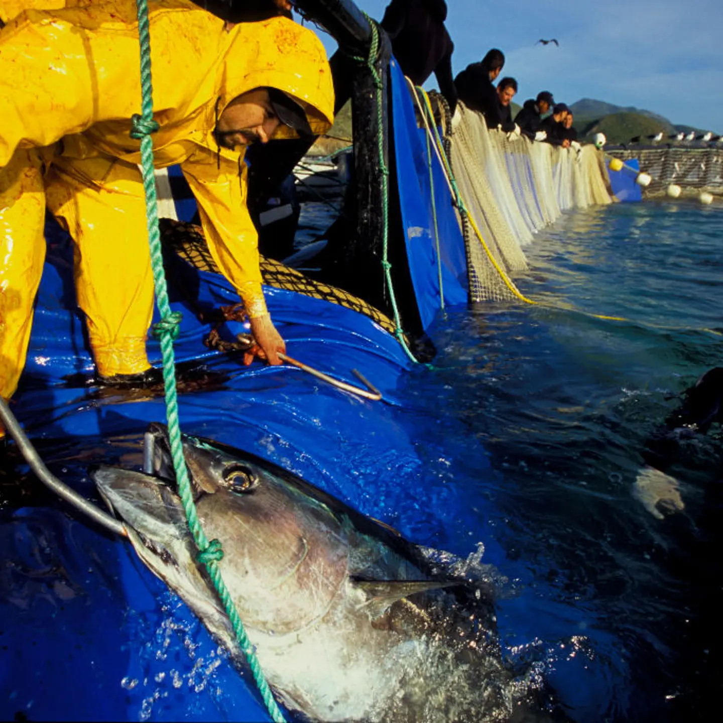 Bluefin Tuna harvest