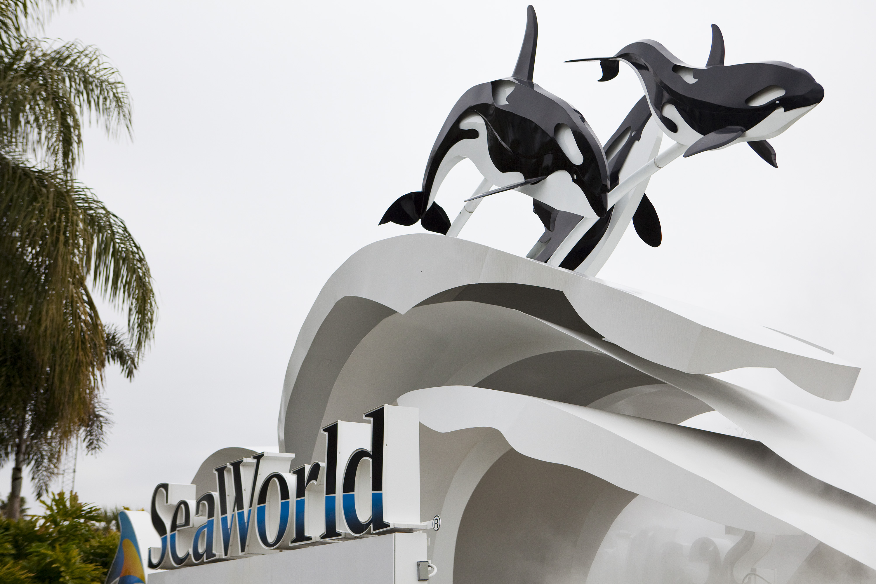 sea world killer whales