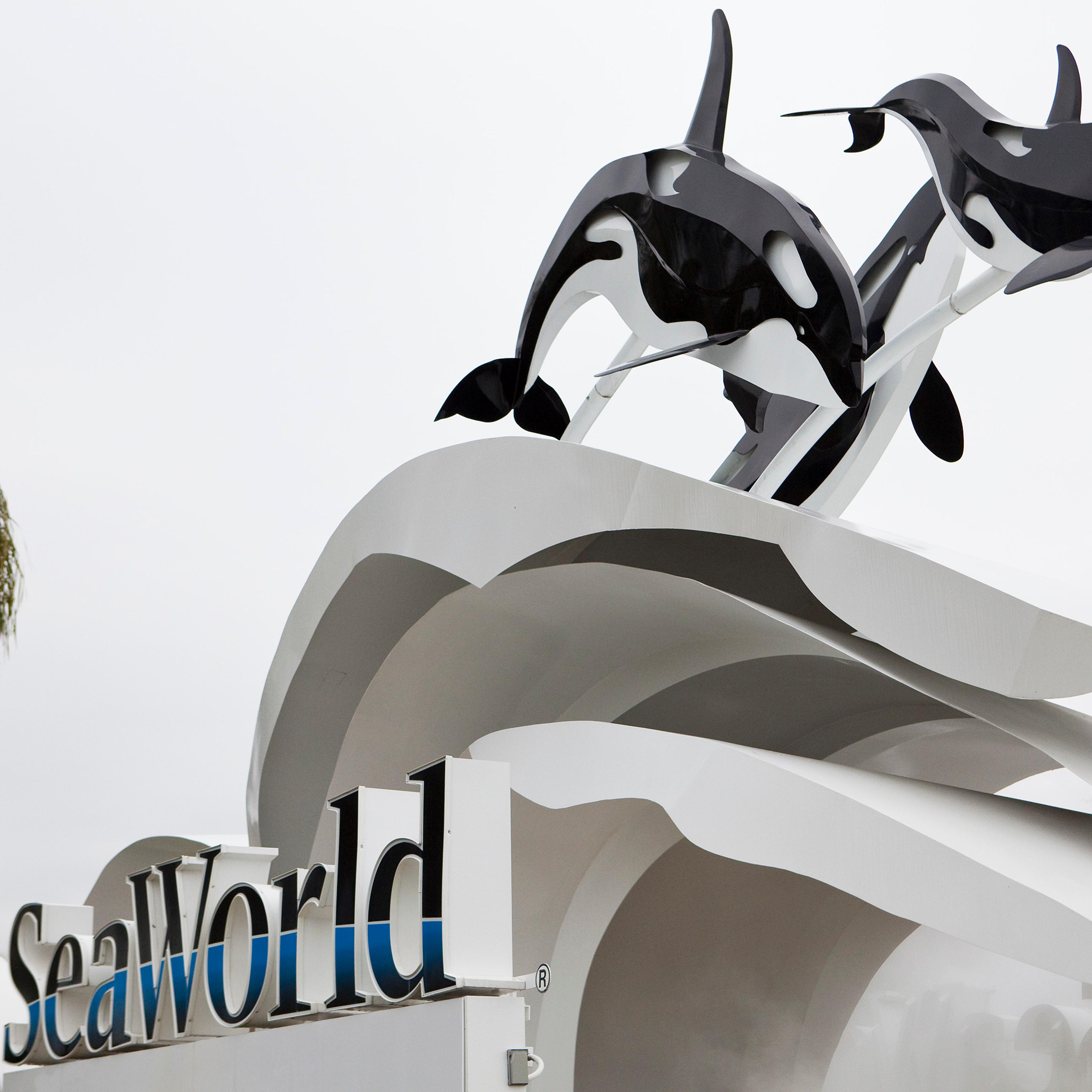 sea world killer whales