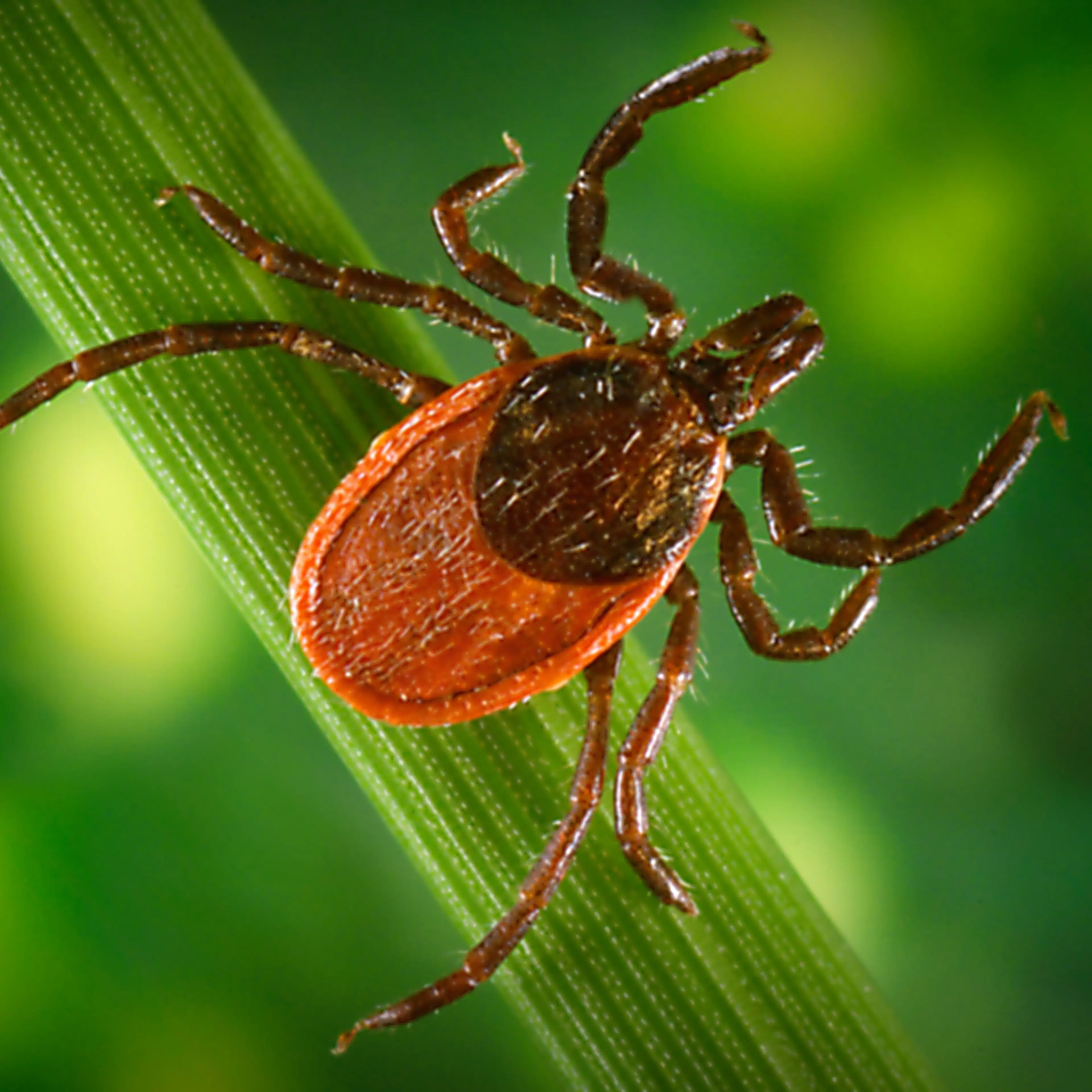 Blacklegged Tick