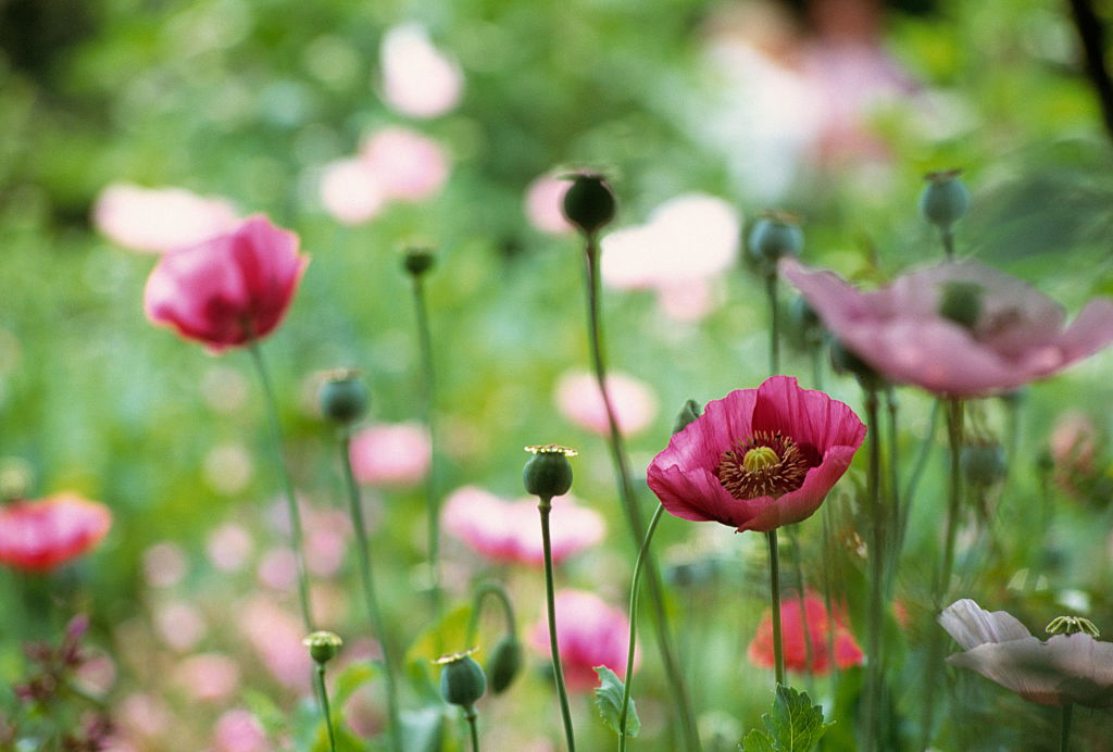 Opium poppy