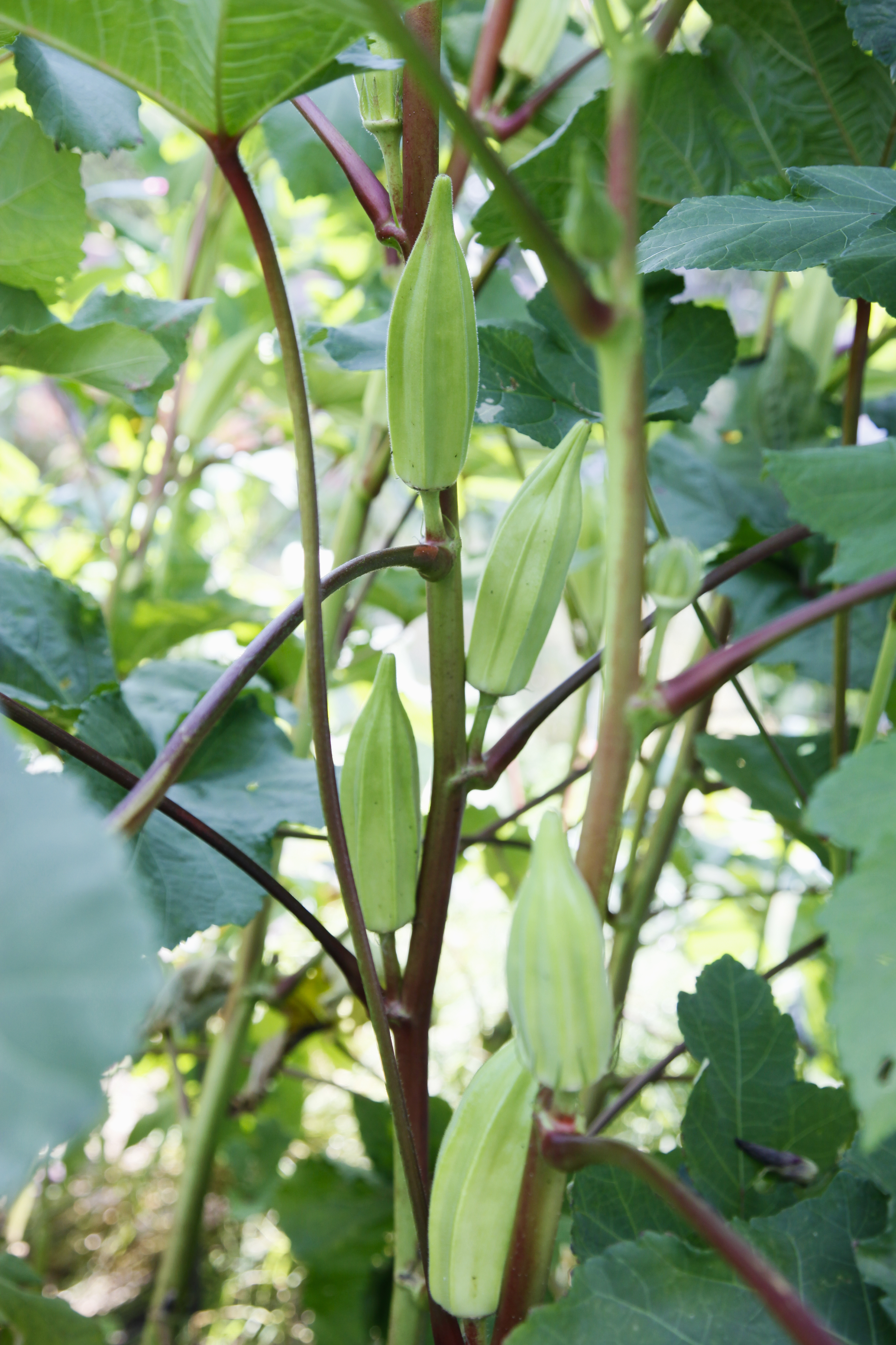 Growing Okra