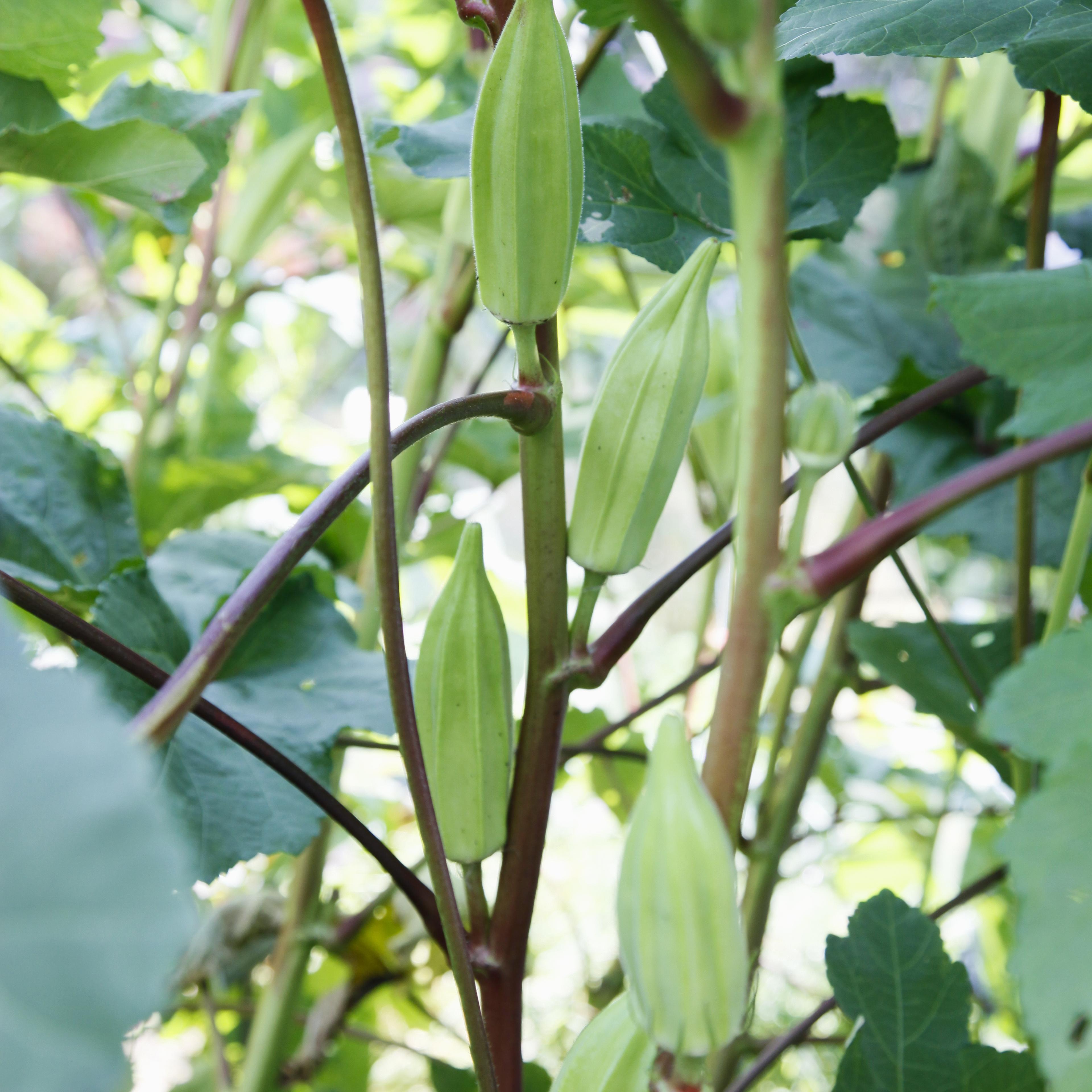 Growing Okra