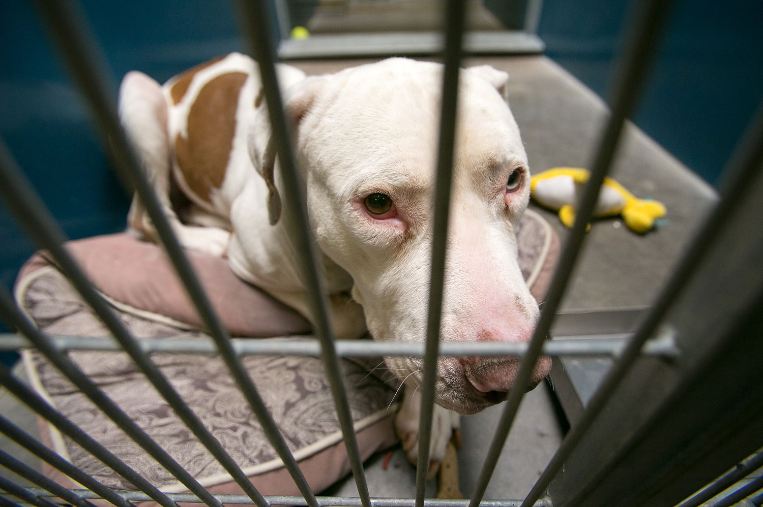 pni pit bull