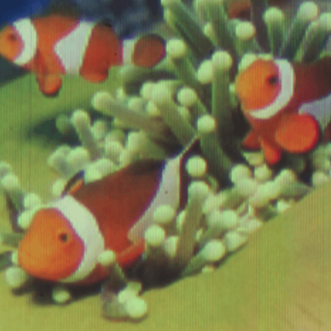 The tiniest inkjet color picture of the world is as small as the cross-sectional area of a human hair or a single pixel of a retina display.