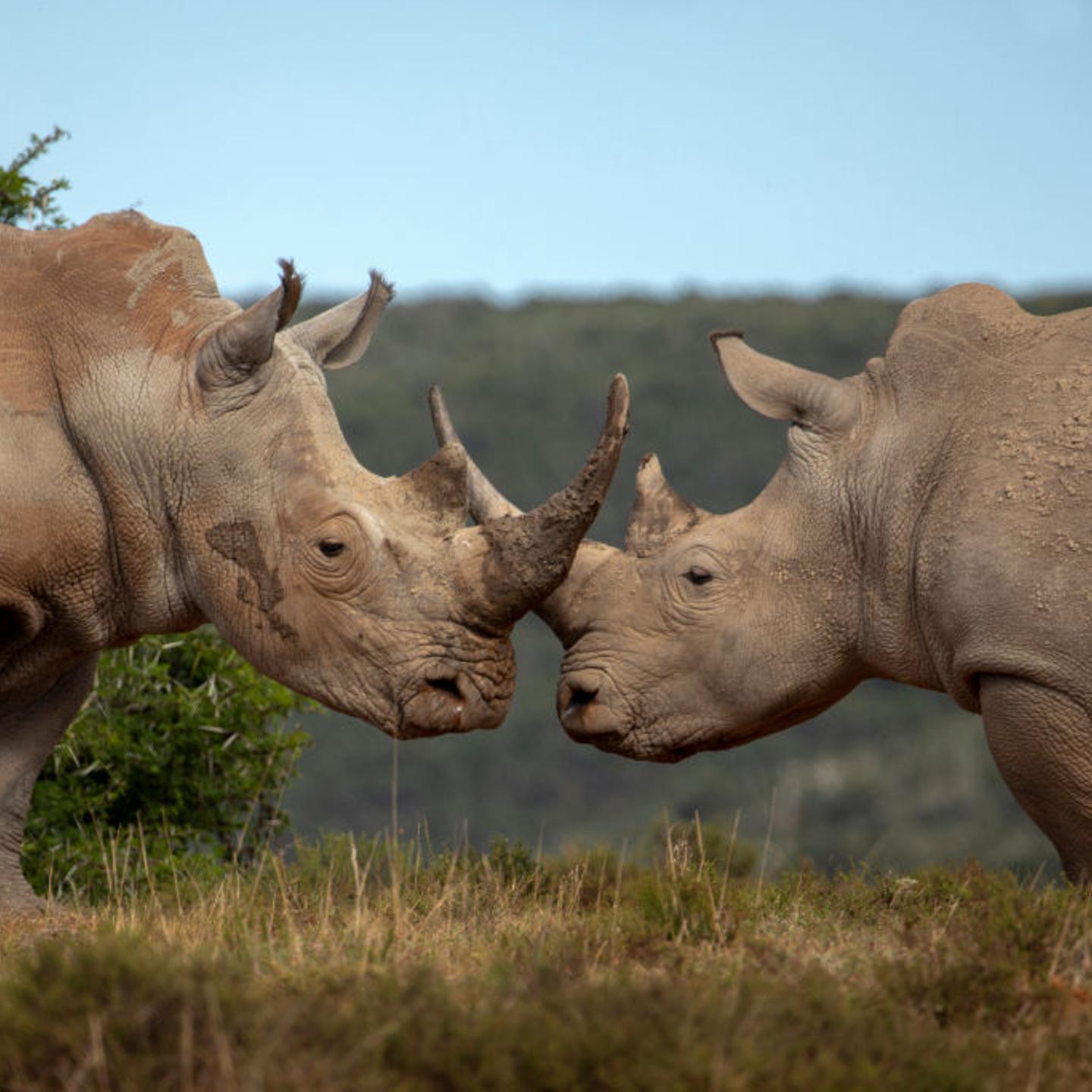 Two rhinoceros at the Shamwari Private Game Reserve on Nov. 3, 2022 in South Africa's Eastern Cape province.