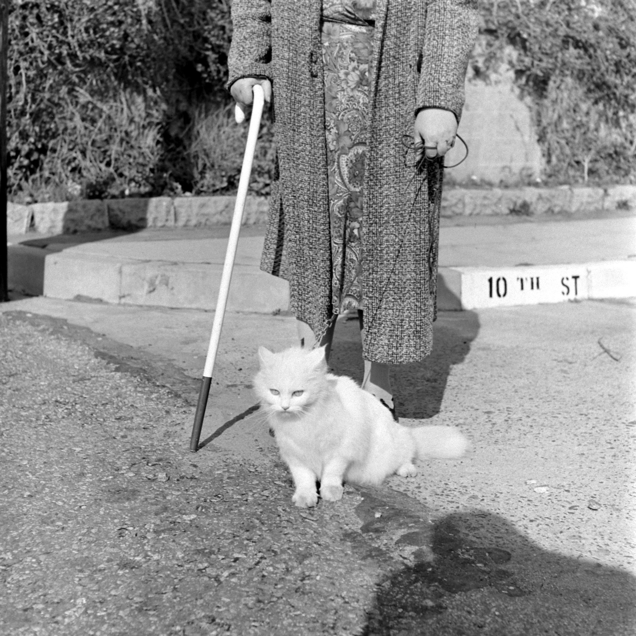 Seeing eye cat, 1947