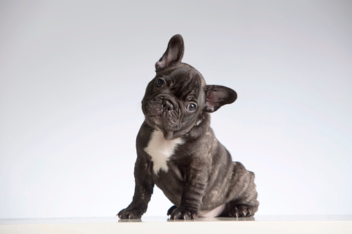 French Bulldog looking at the camera
