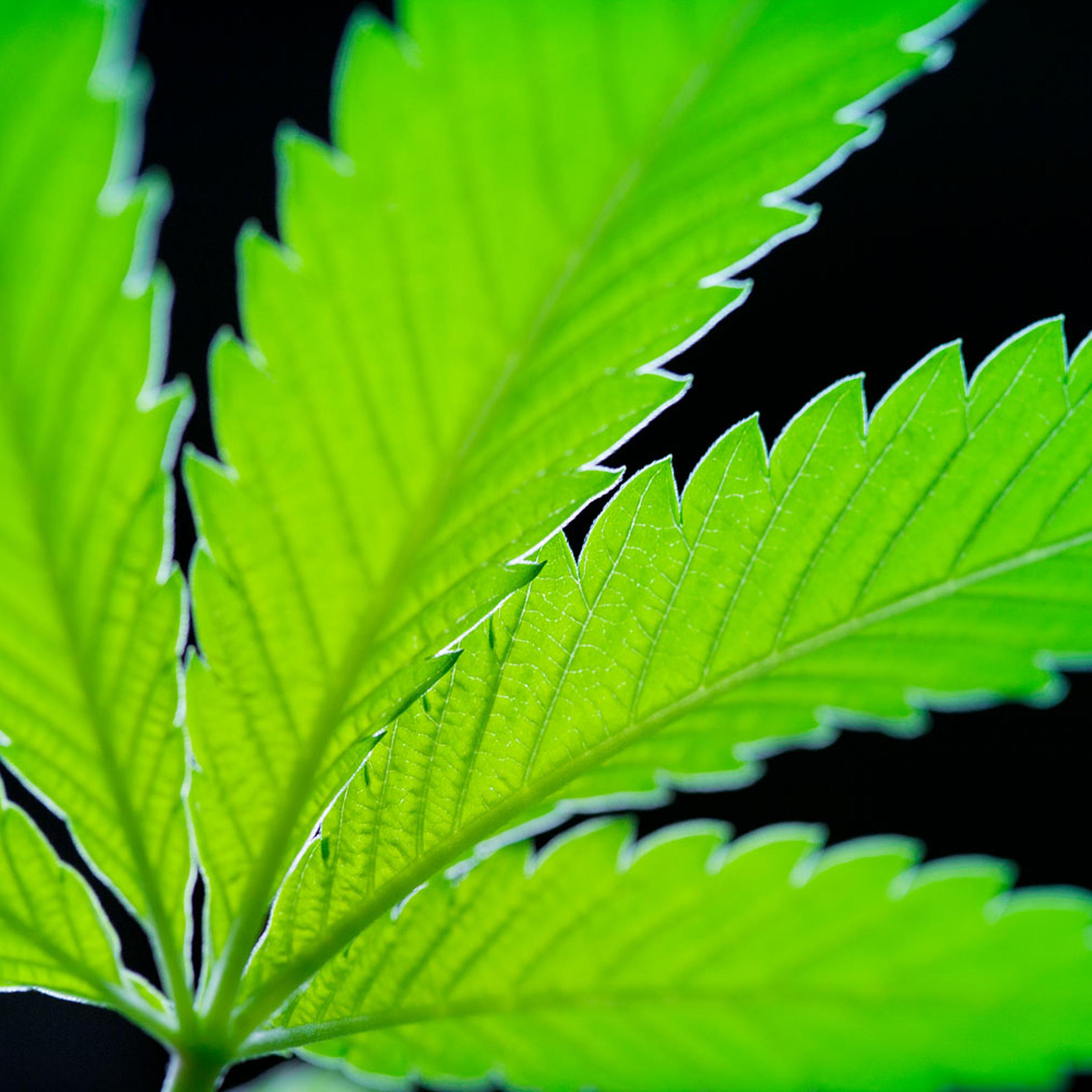 Close Up Of Marijuana Leaf