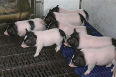 pigs