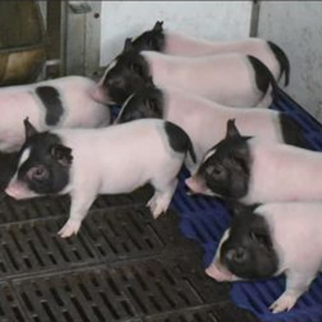 pigs
