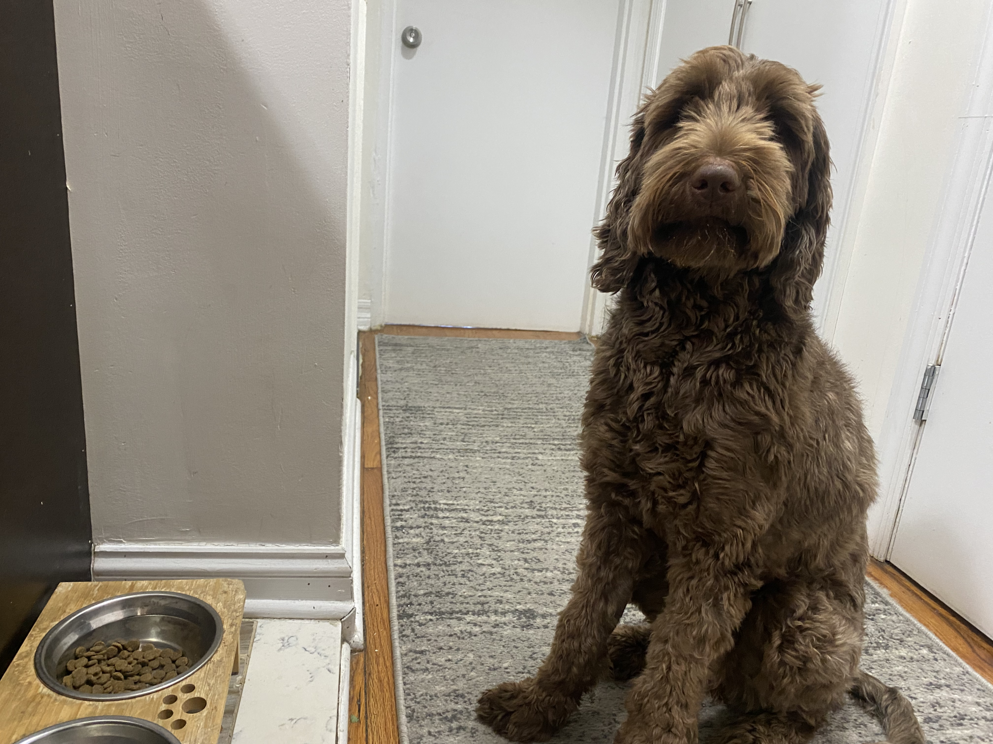 Lima, a 19-month-old Labradoodle, waits for her dry food on Nov. 16, 2022.