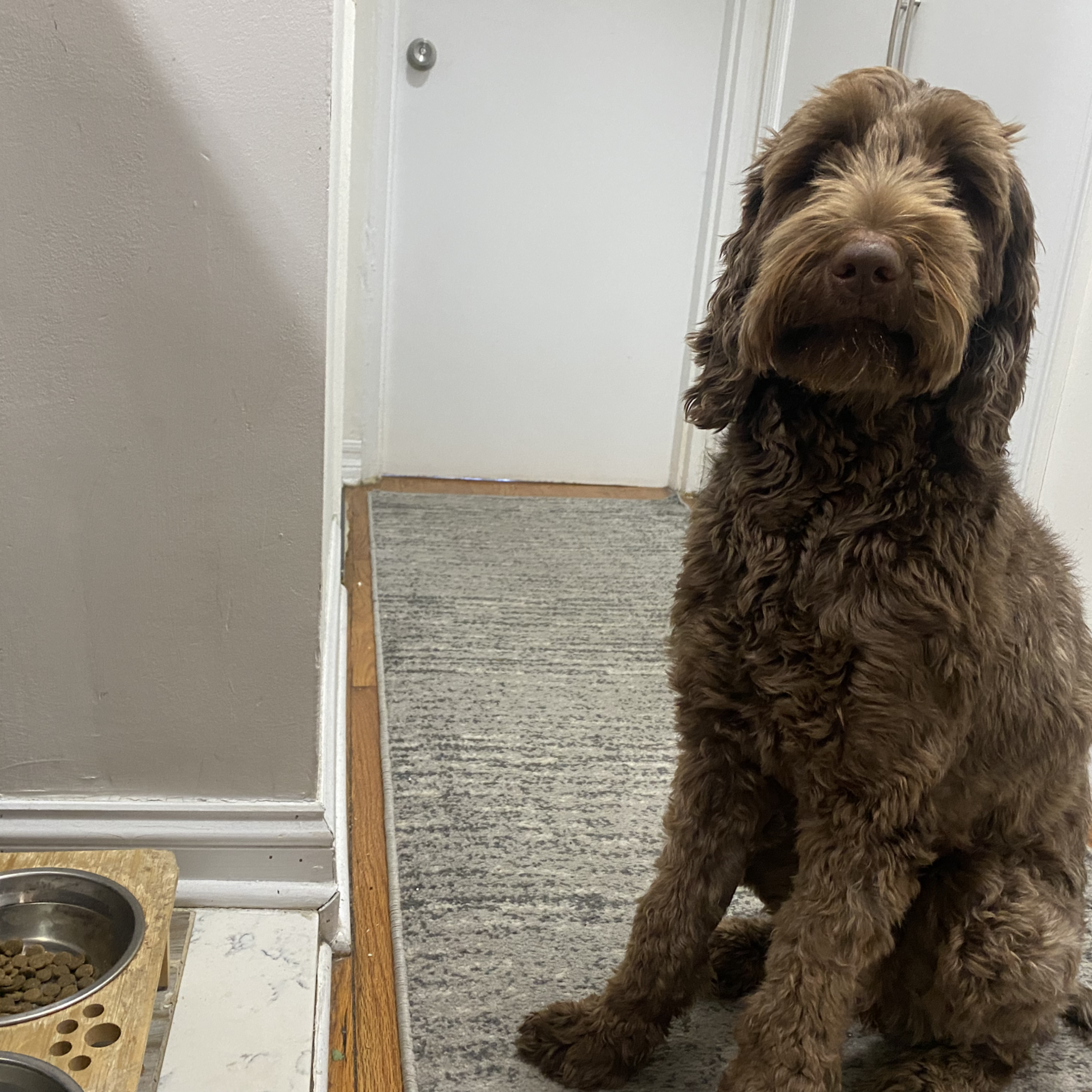 Lima, a 19-month-old Labradoodle, waits for her dry food on Nov. 16, 2022.