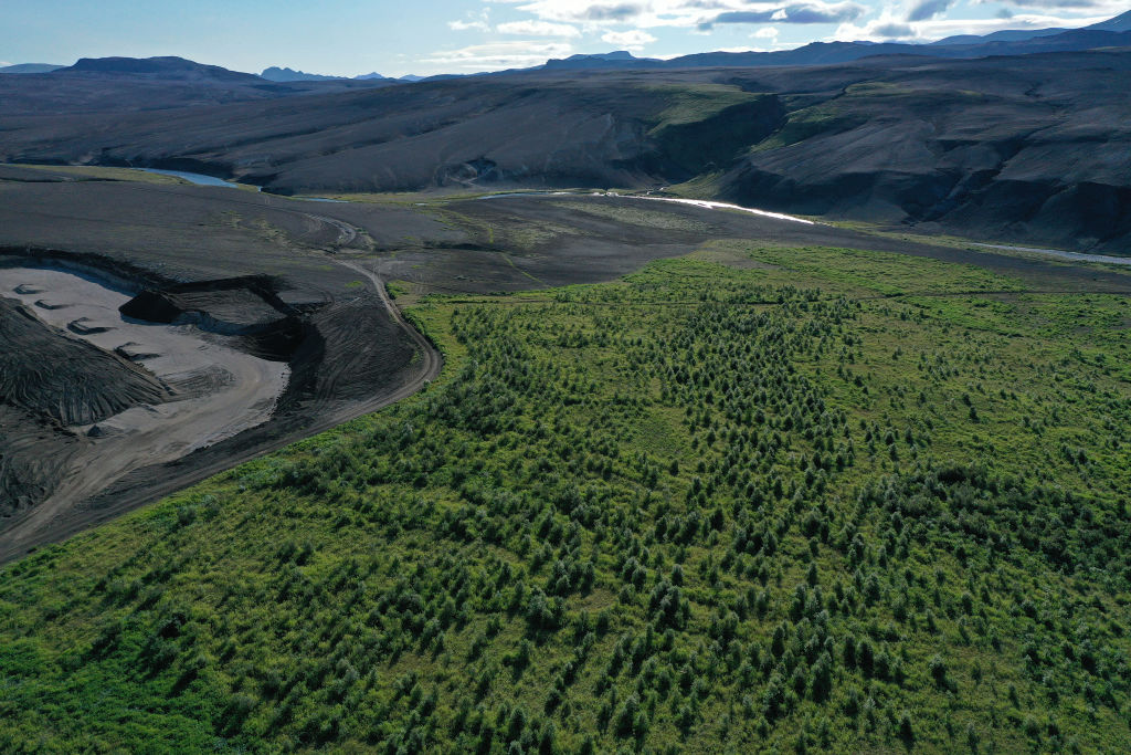 Native birch trees were planted by the Icelandic Forest Service next to a desert of volcanic sand on August 12, 2021. The Icelandic government has pledged to reduce the country's carbon footprint and is investing in reforestation as a means to offset emi