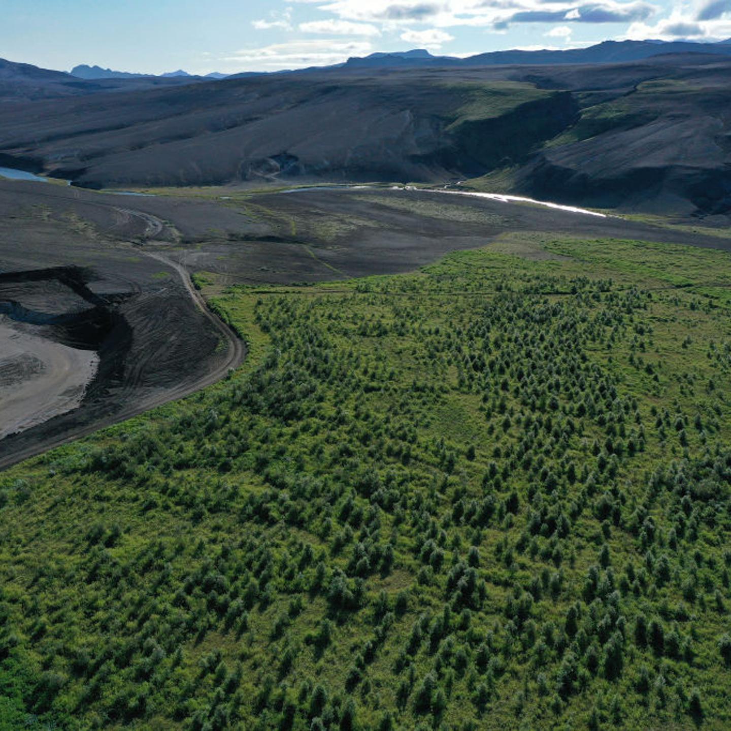 Native birch trees were planted by the Icelandic Forest Service next to a desert of volcanic sand on August 12, 2021. The Icelandic government has pledged to reduce the country's carbon footprint and is investing in reforestation as a means to offset emi