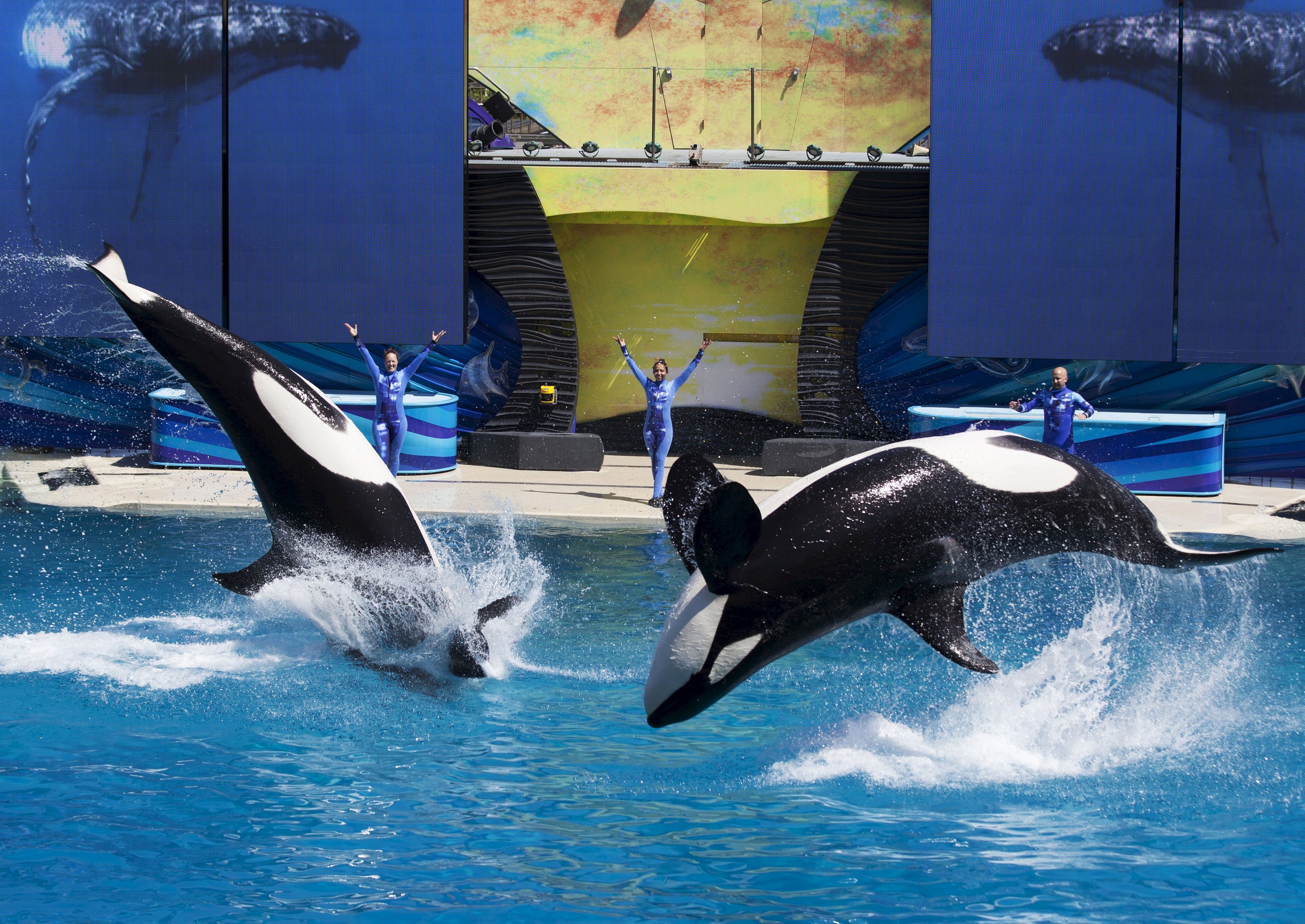Trainers have Orca killer whales perform for the crowd during a show at the animal theme park SeaWorld in San Diego on March 19, 2014.