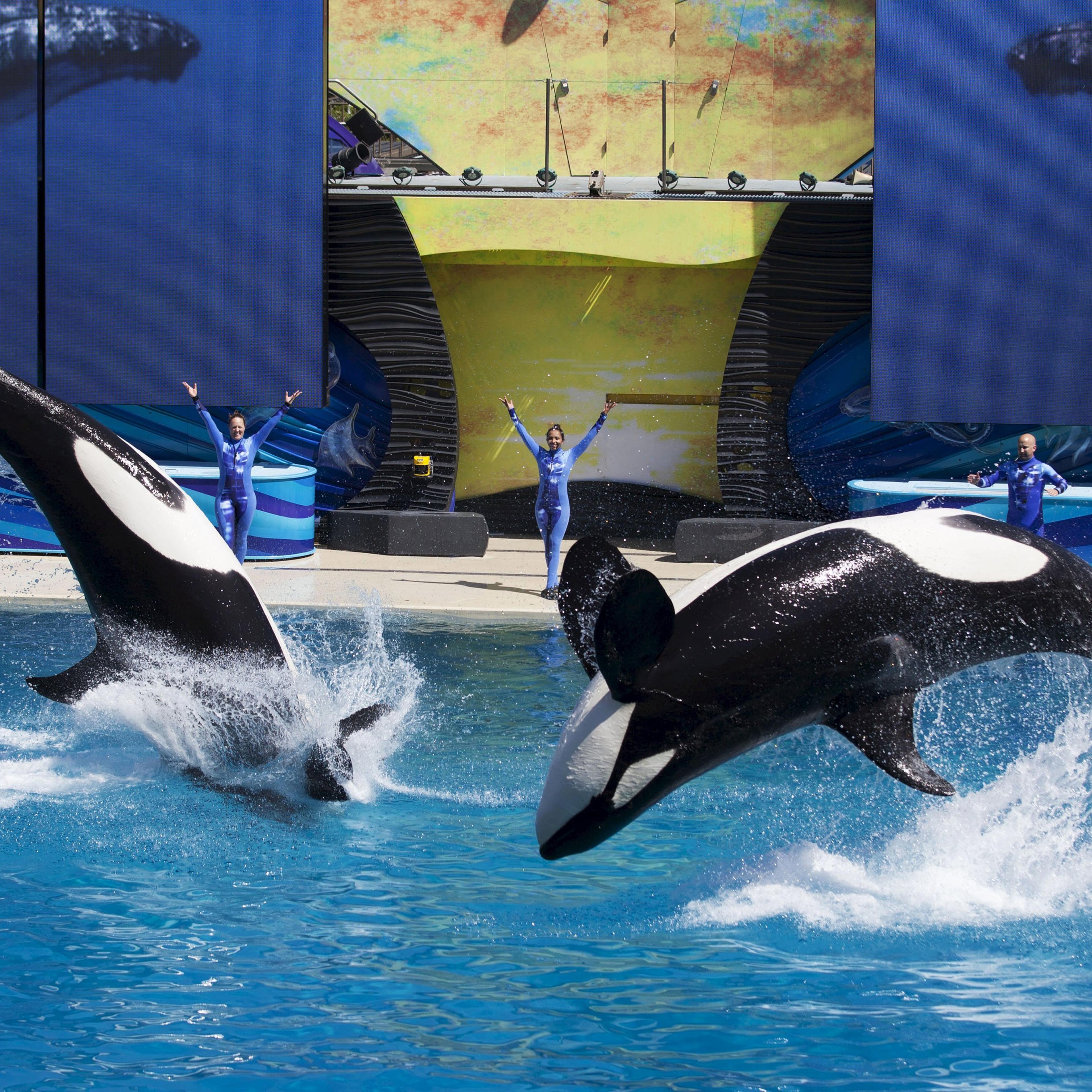 Trainers have Orca killer whales perform for the crowd during a show at the animal theme park SeaWorld in San Diego on March 19, 2014.
