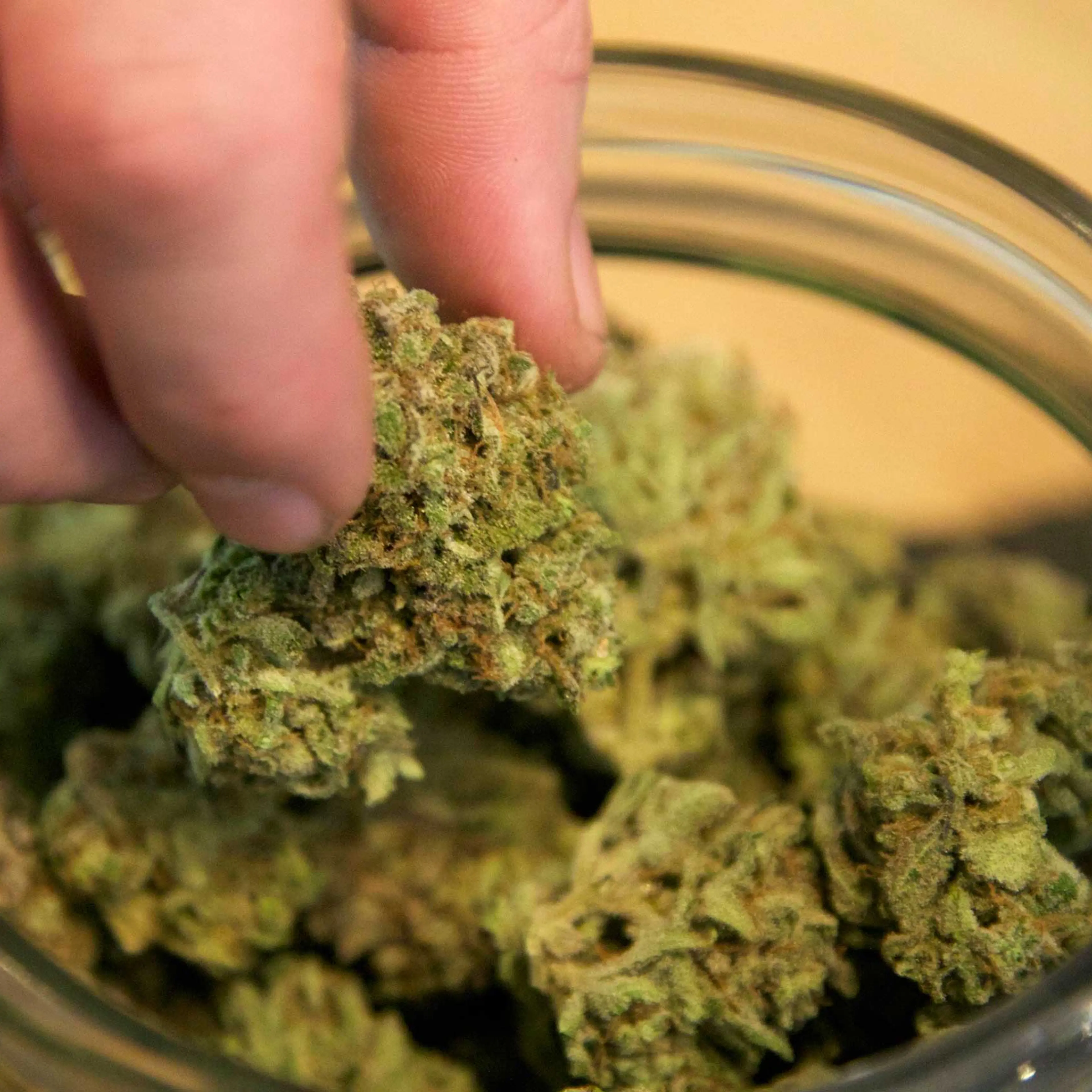Marijuana Pot Weed Oregon
