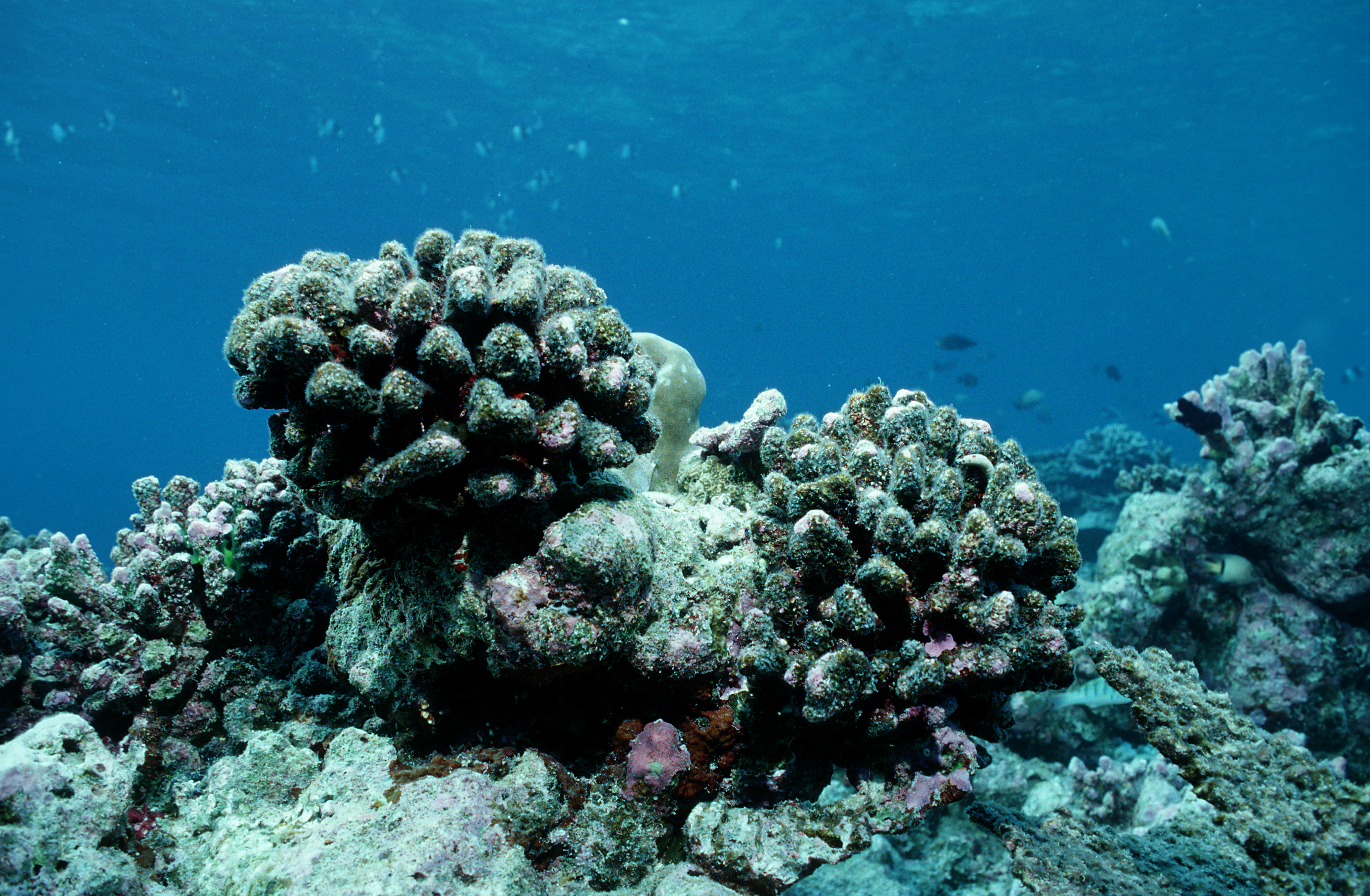 coral reef bleaching dead coral