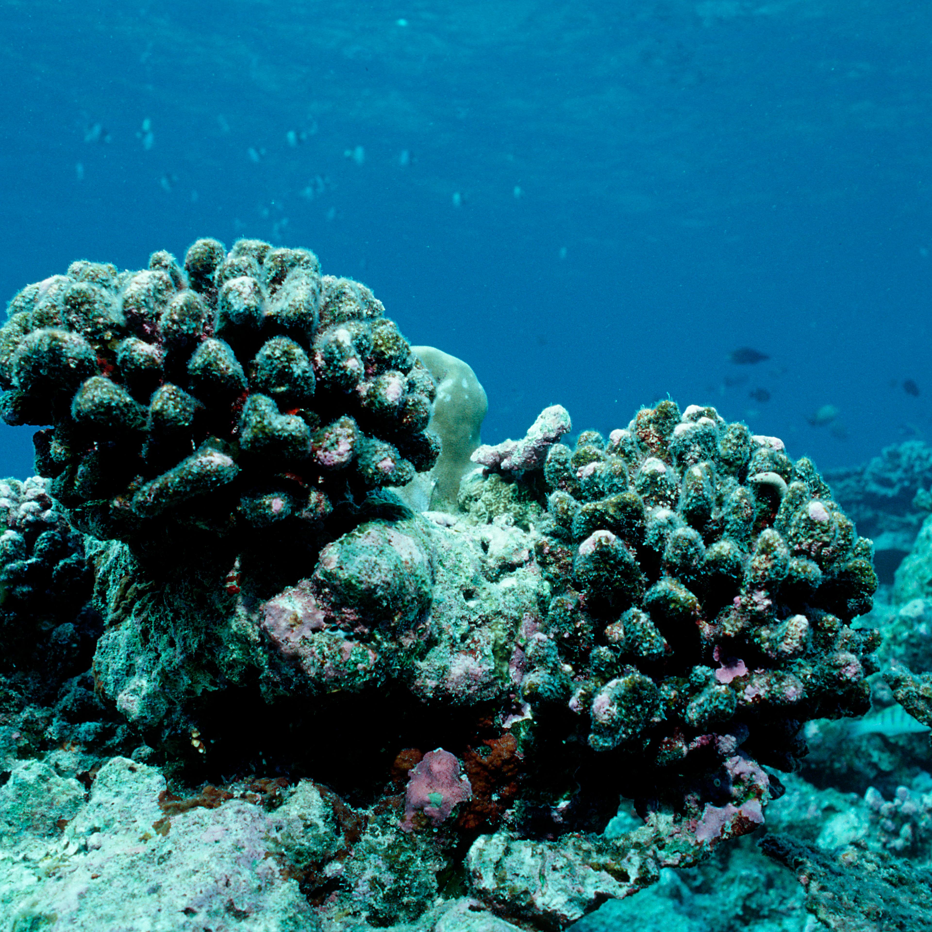 coral reef bleaching dead coral