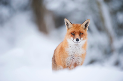 Red fox in snow