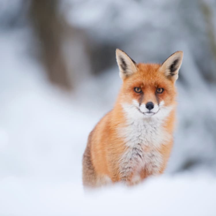 Red fox in snow