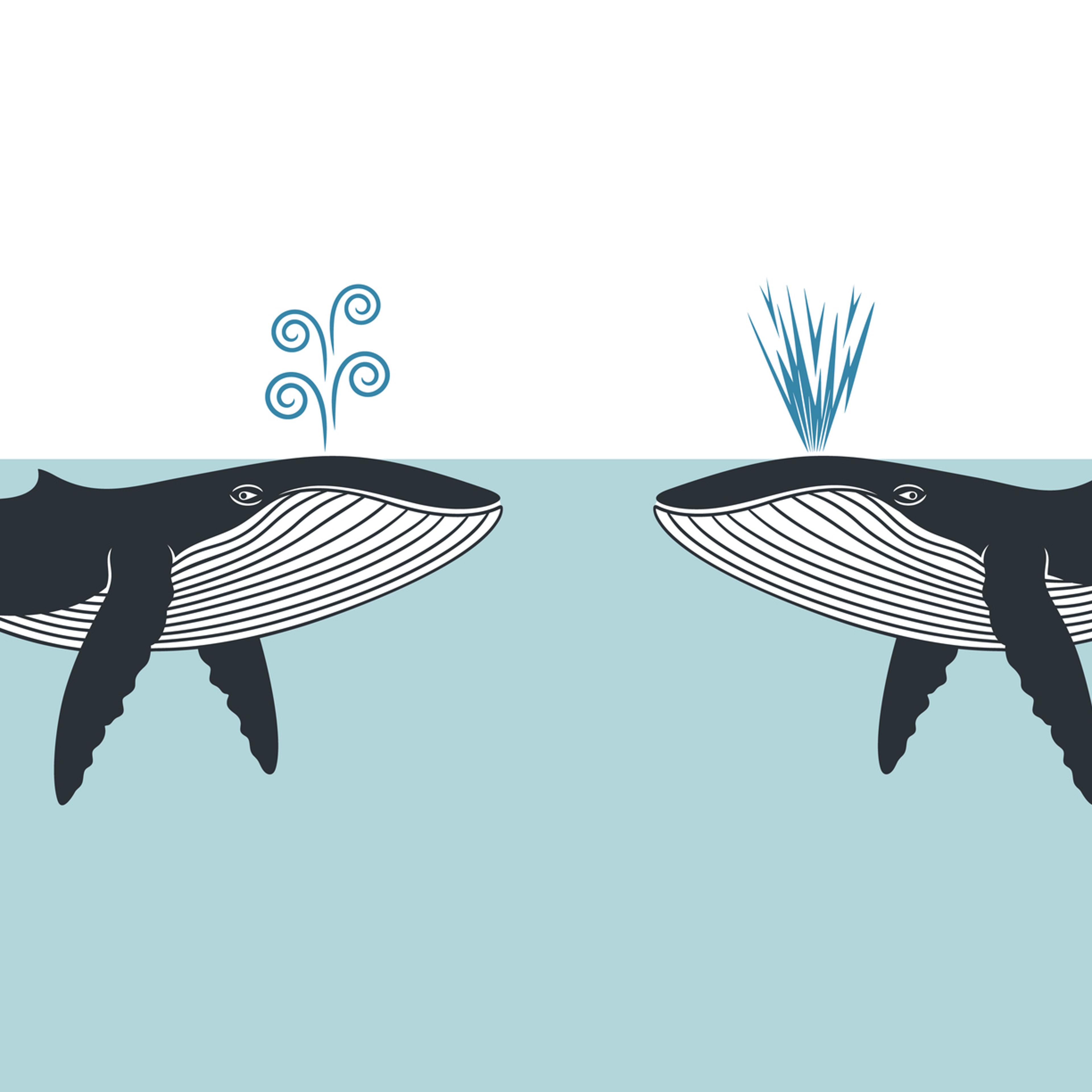 Whales Communicating