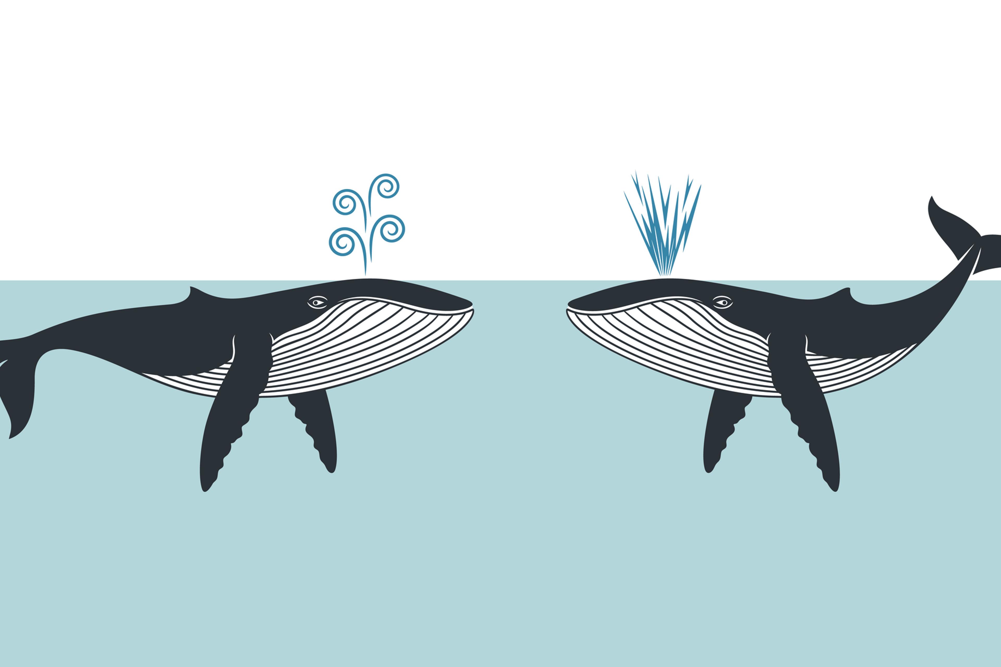 Whales Communicating