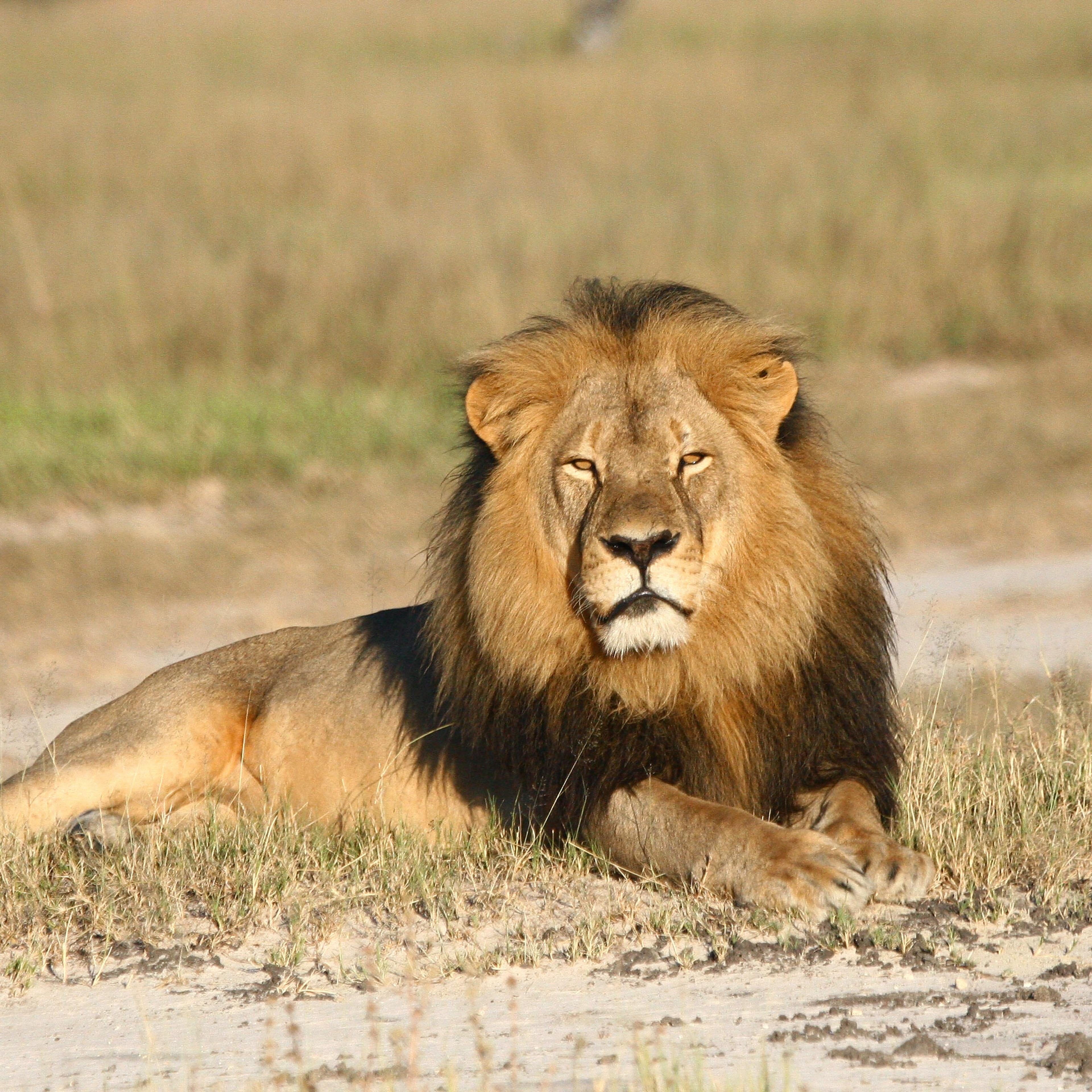 In this undated photo, Cecil the lion rests in Hwange National Park, in Hwange, Zimbabwe.