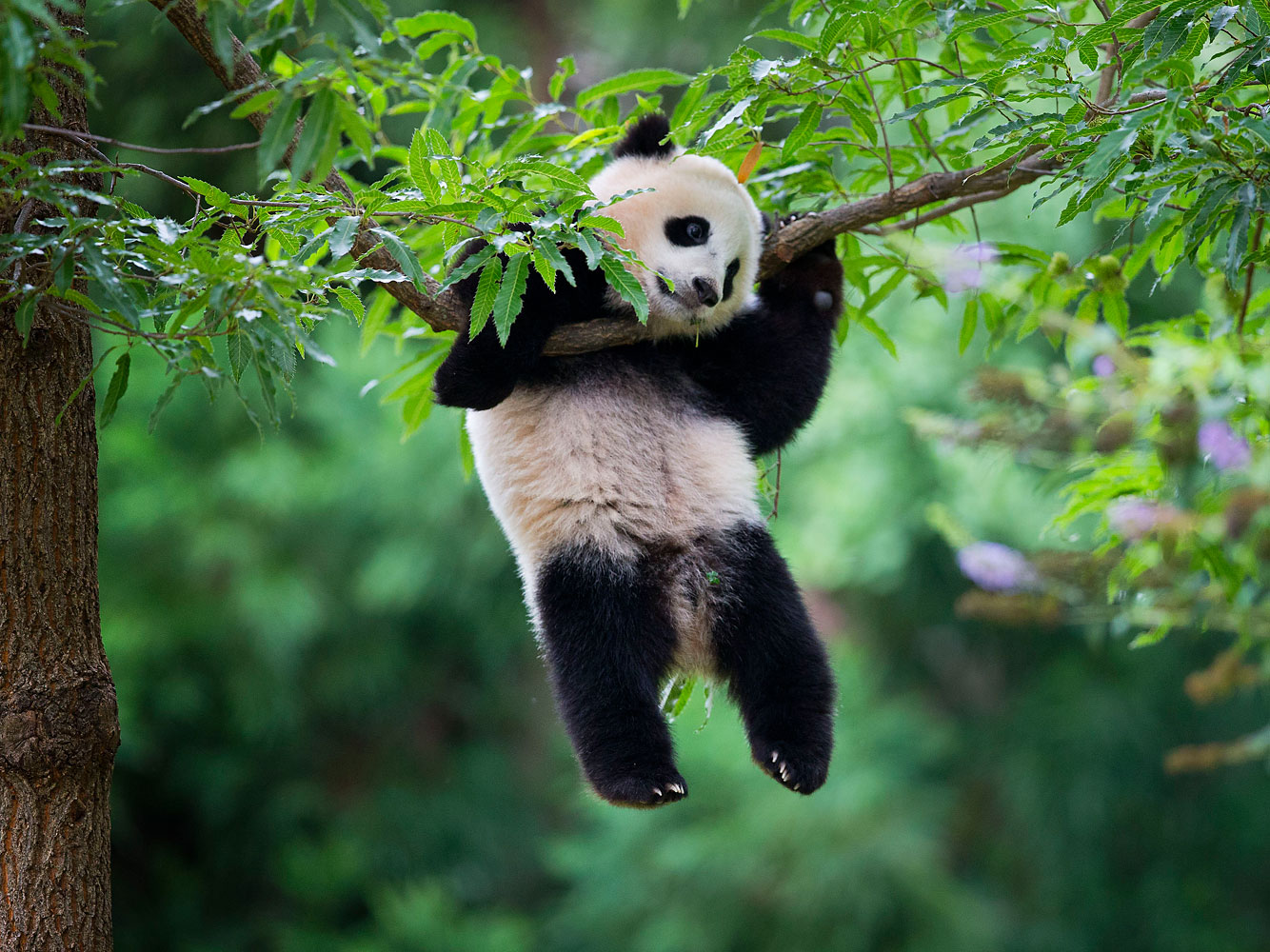Bao Bao