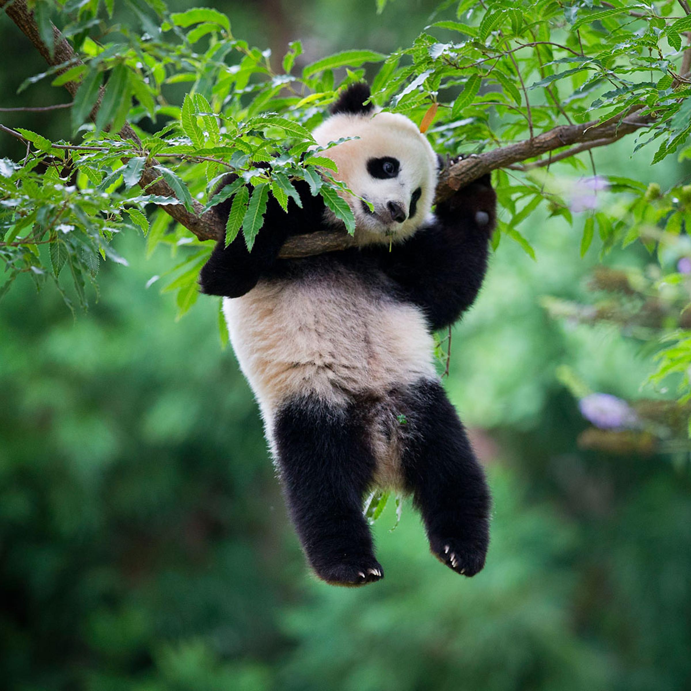 Bao Bao