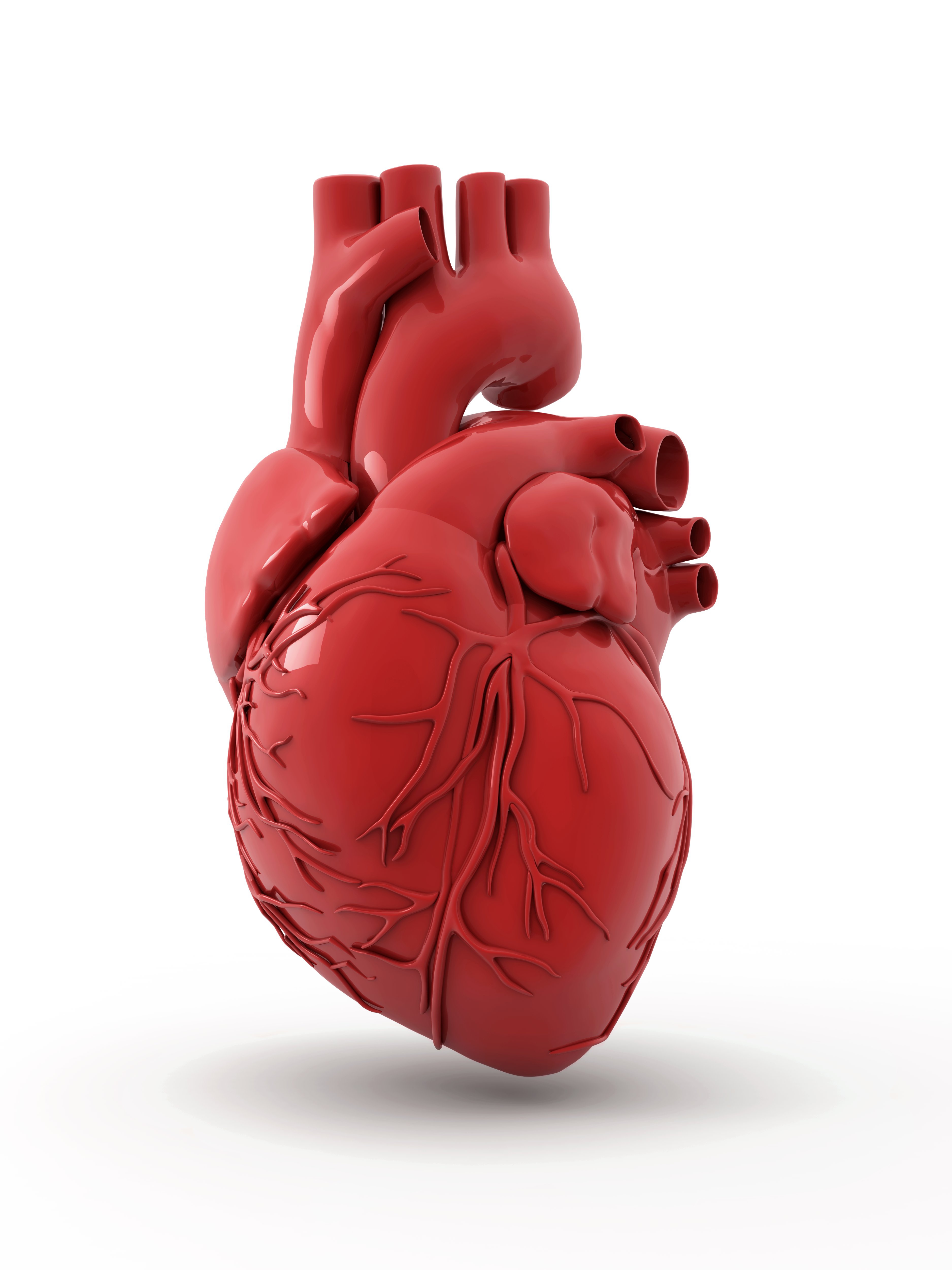 Heart with coronary vessels