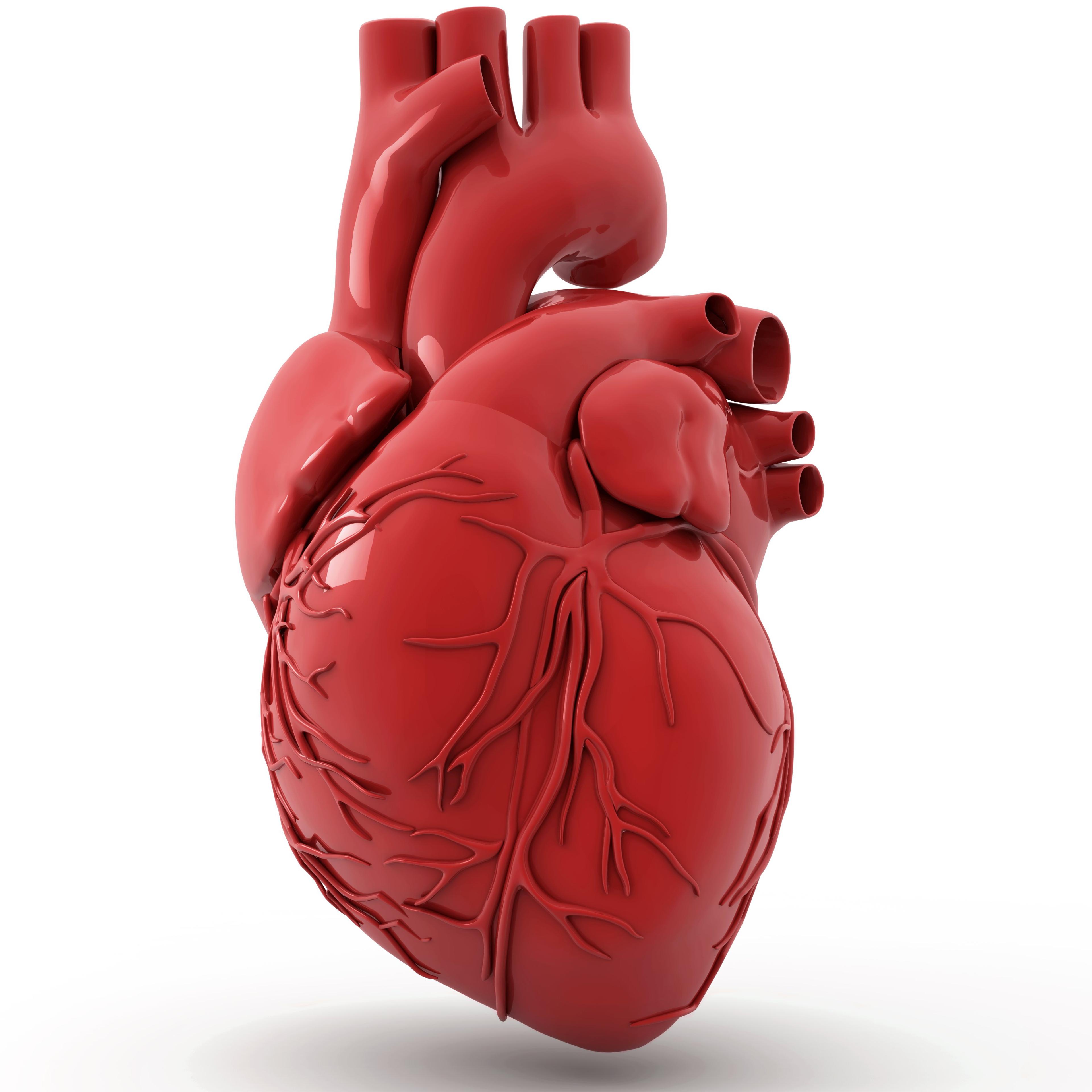 Heart with coronary vessels