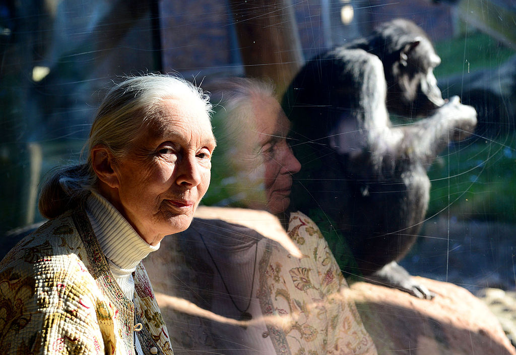 Jane Goodall at the chimpanzee enclosure at Taronga Zoo on May 29, 2014 in Sydney, Australia.