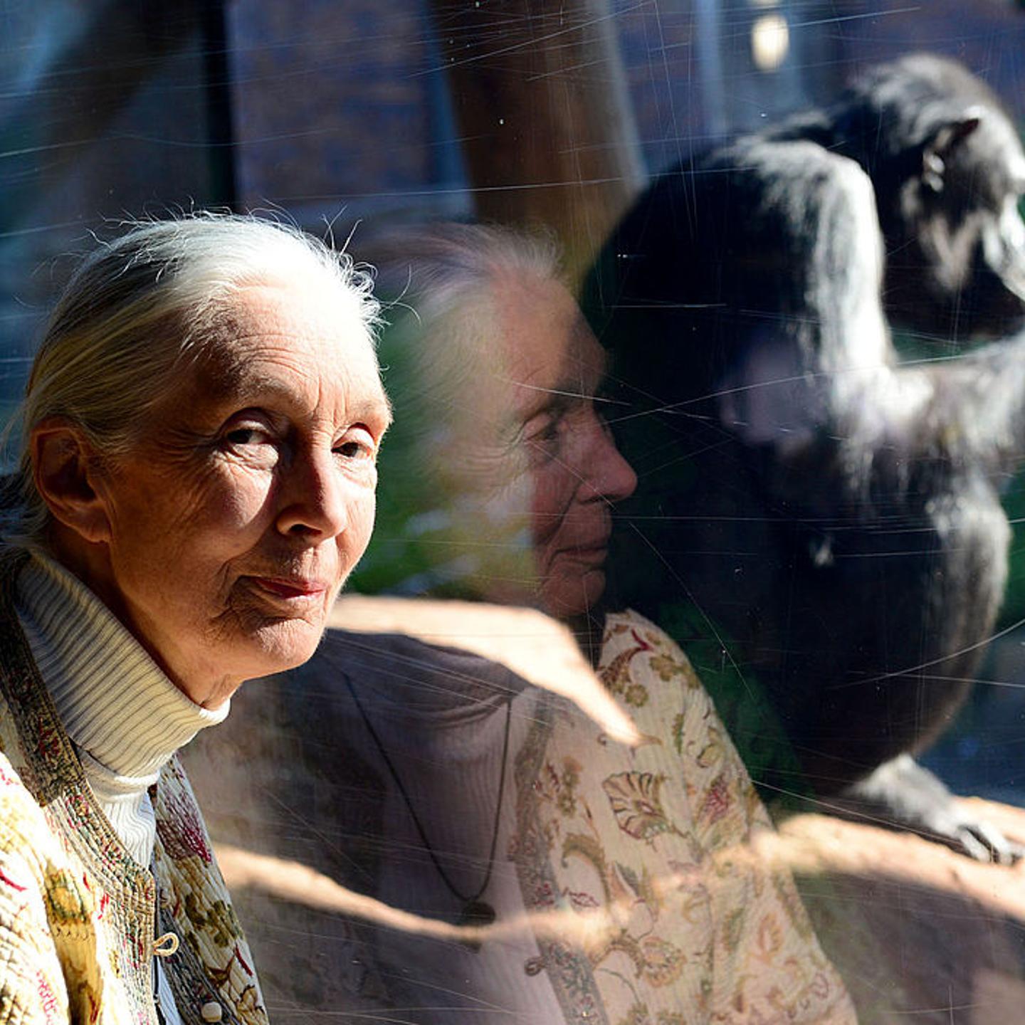 Jane Goodall at the chimpanzee enclosure at Taronga Zoo on May 29, 2014 in Sydney, Australia.