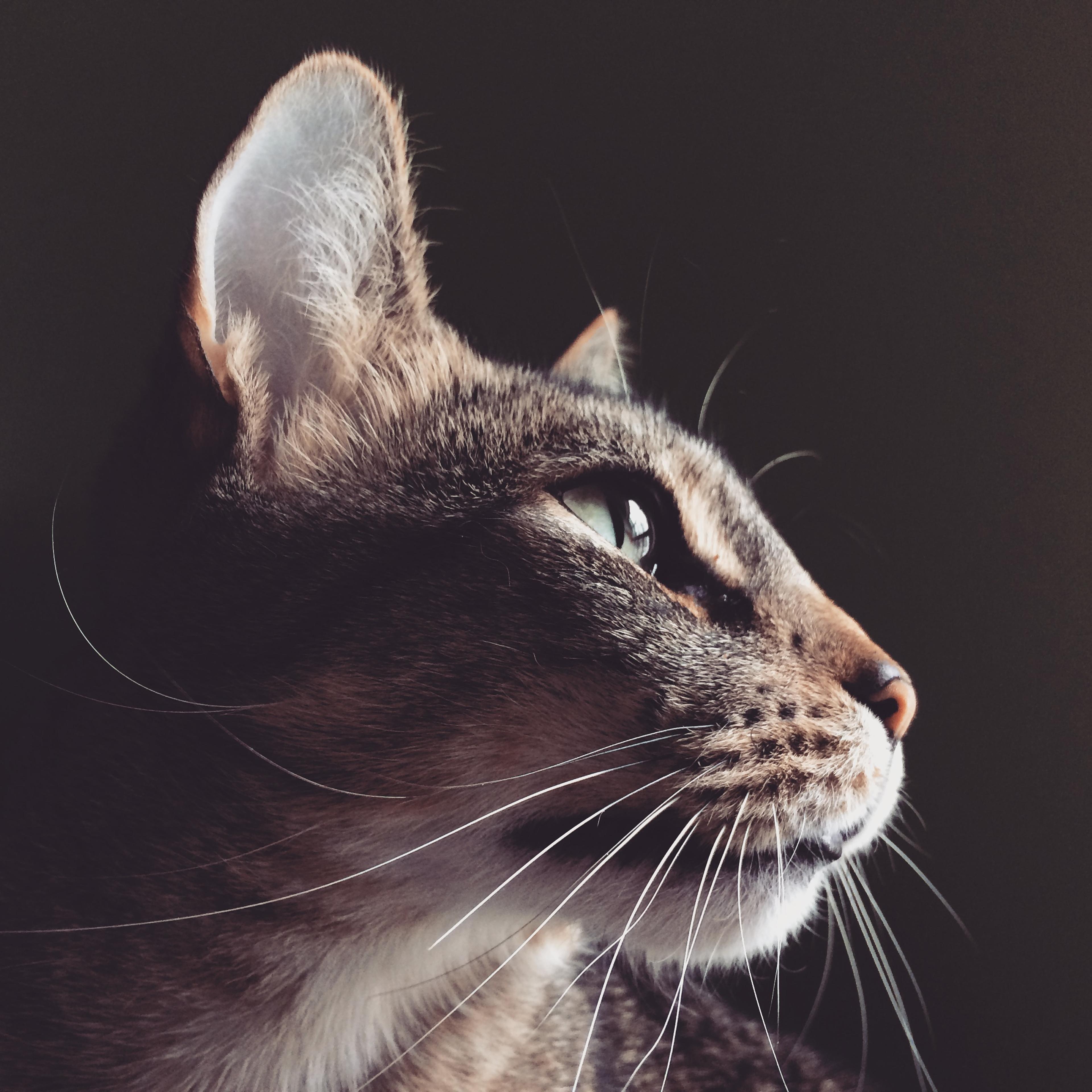 Tabby Cat Portrait