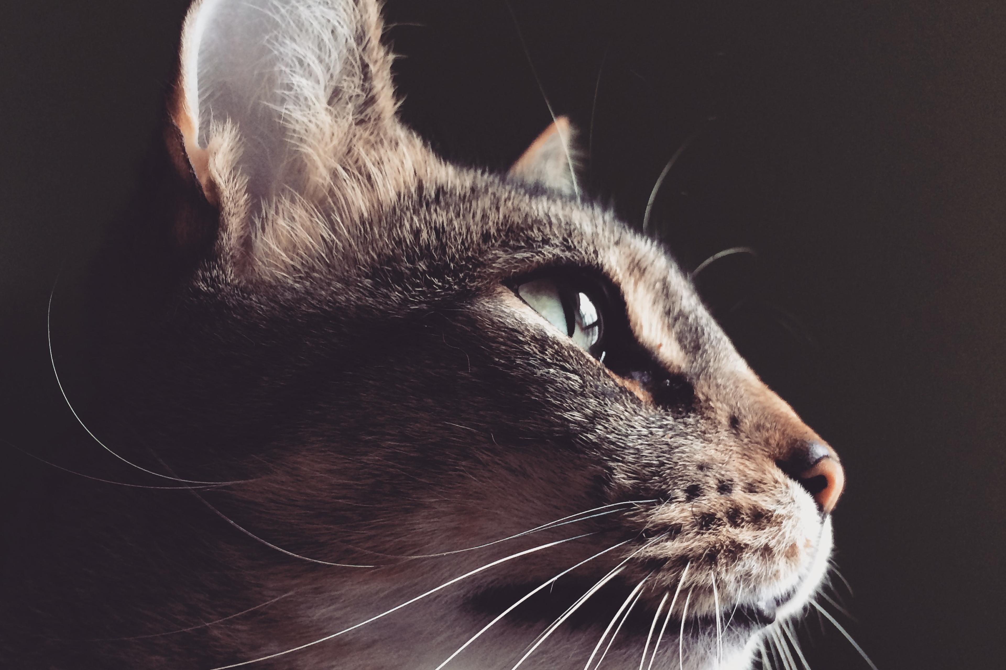 Tabby Cat Portrait