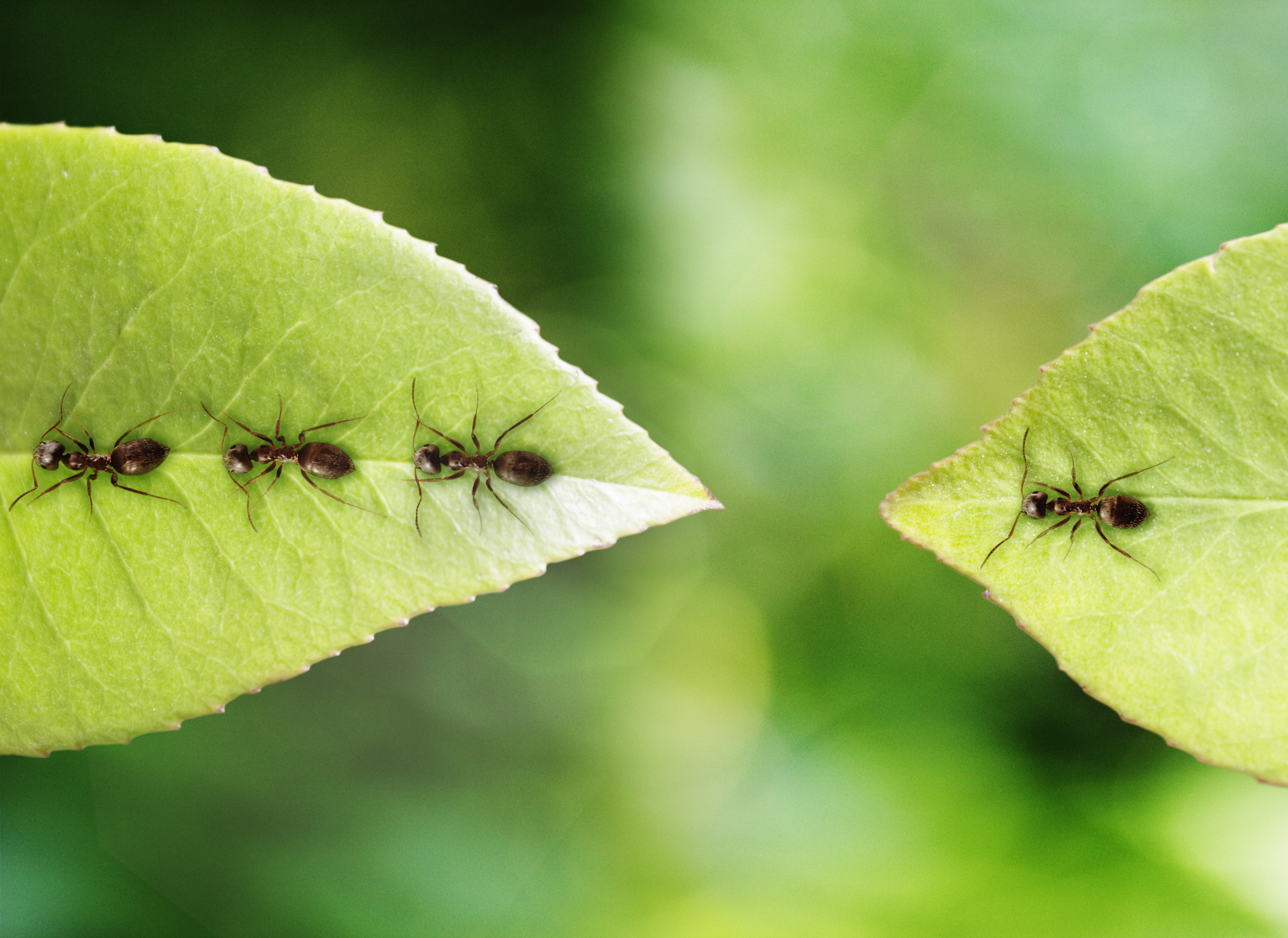 ants on leaf