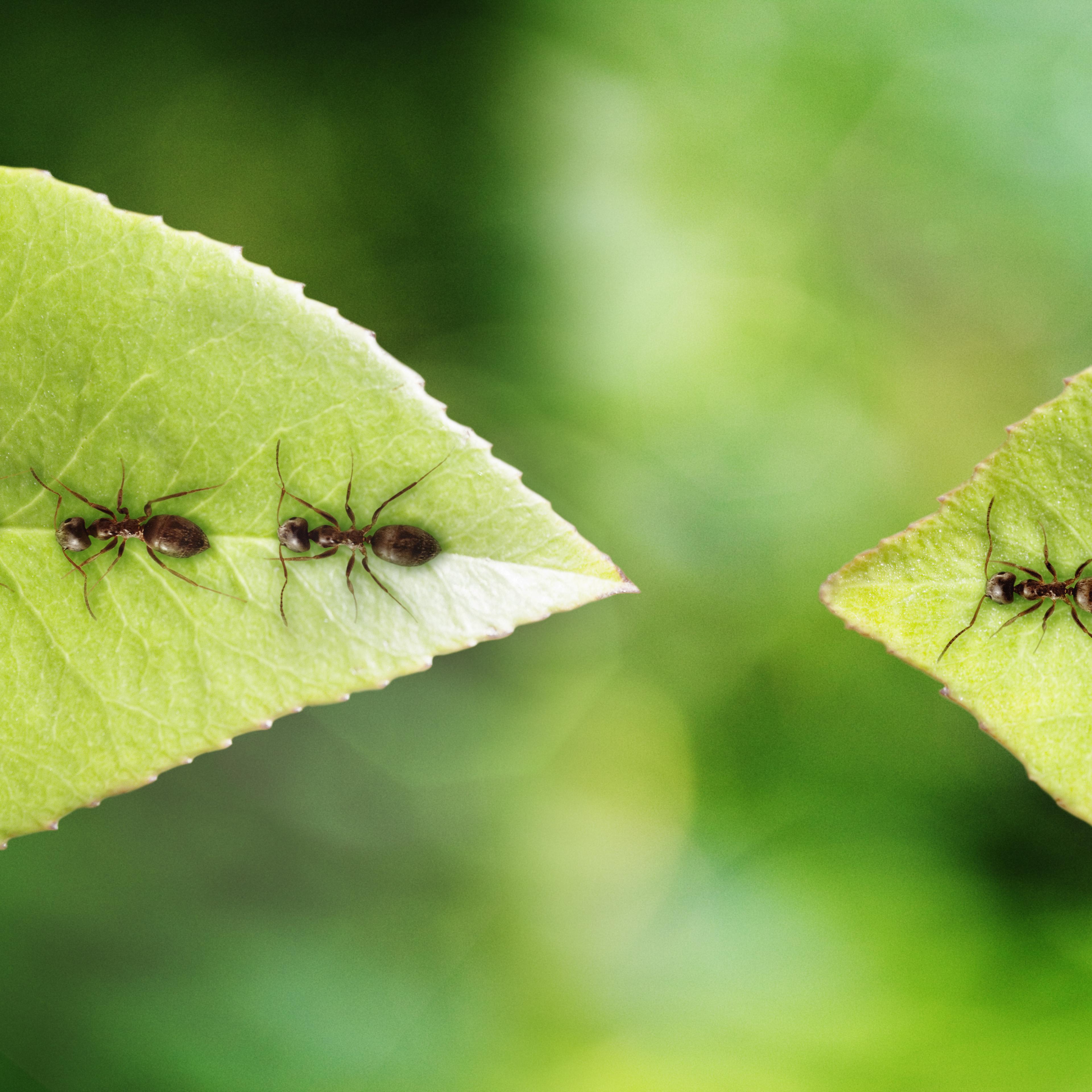 ants on leaf