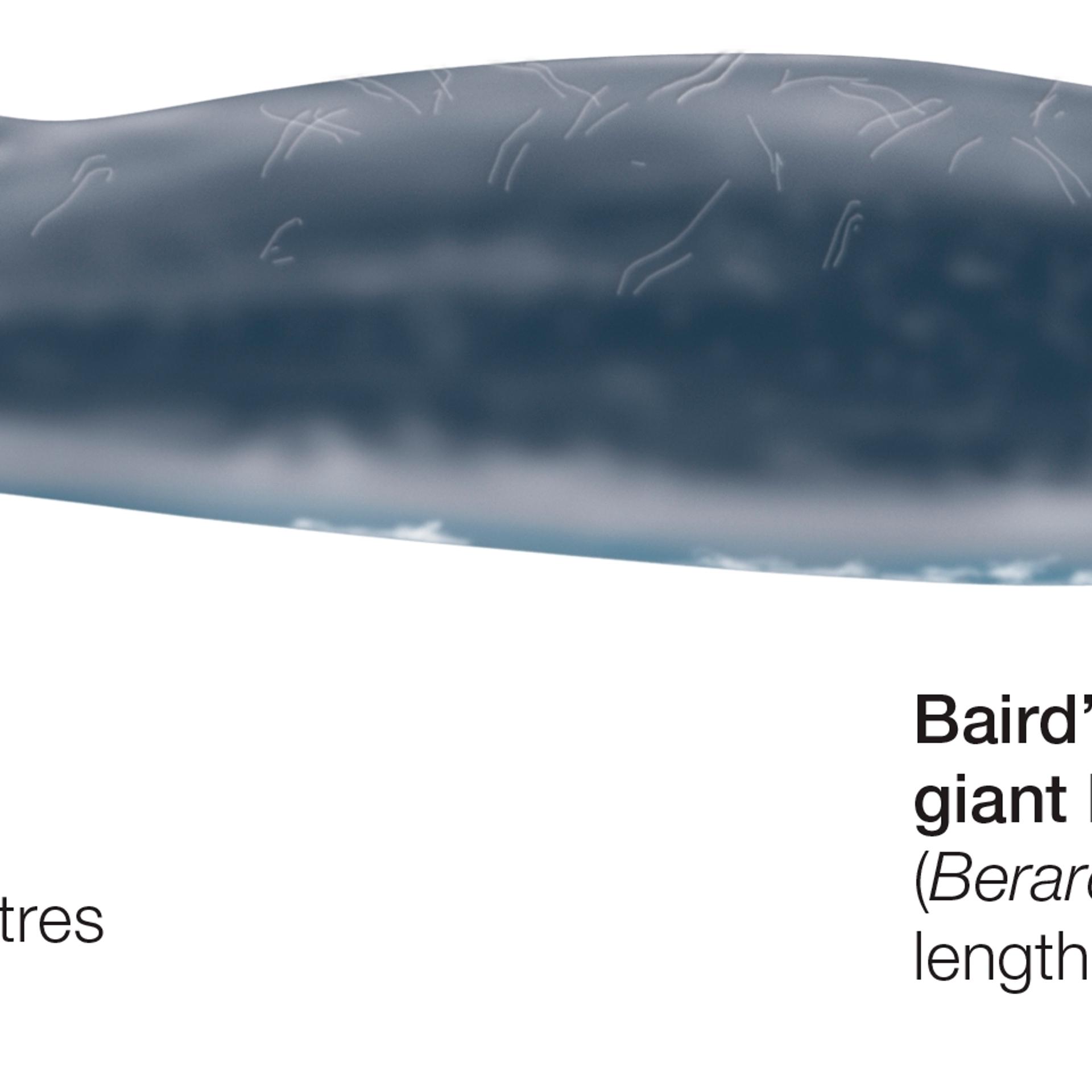 Close kin: The Baird's whale, bigger, lighter relation to the new karasu species