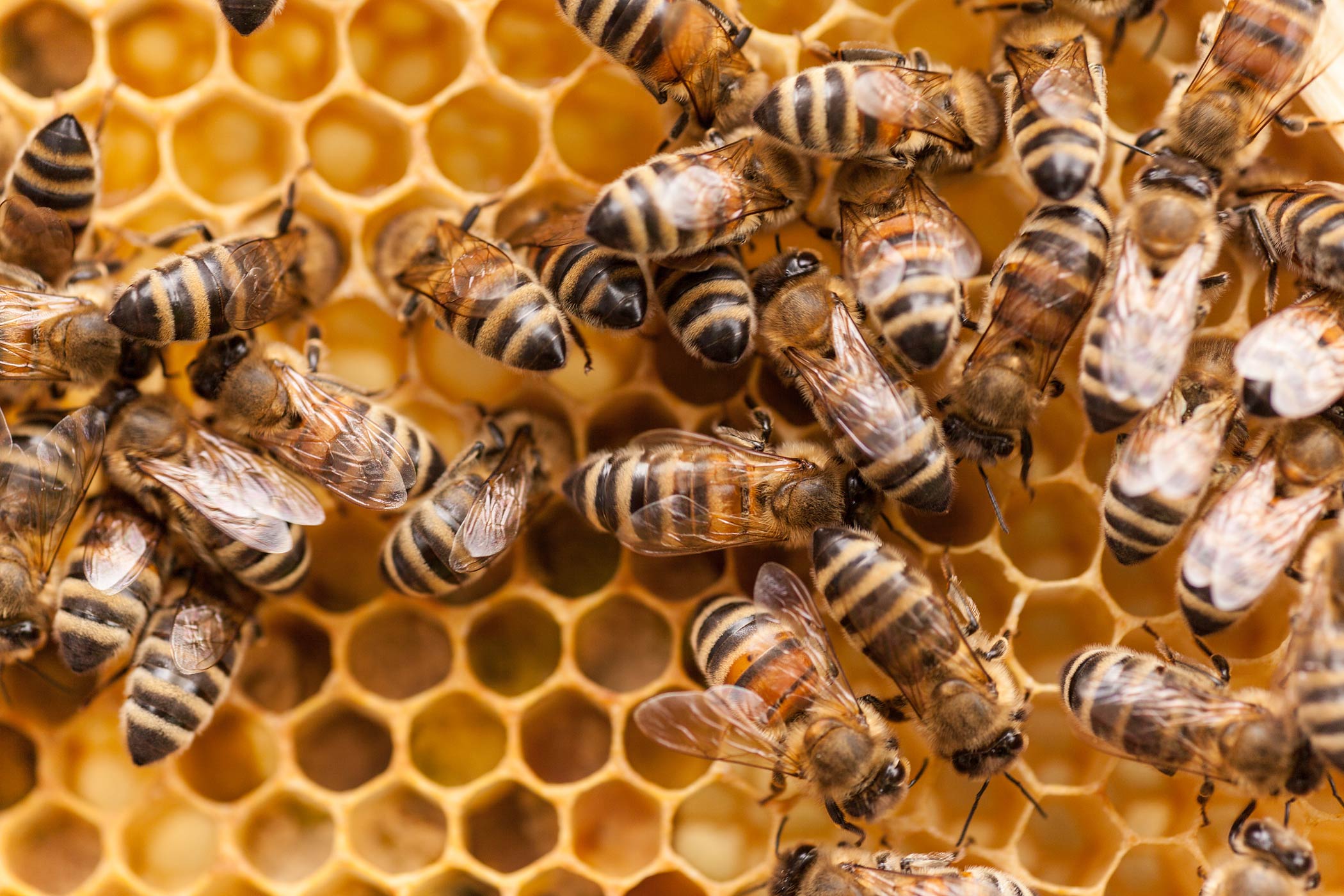 honeybees
