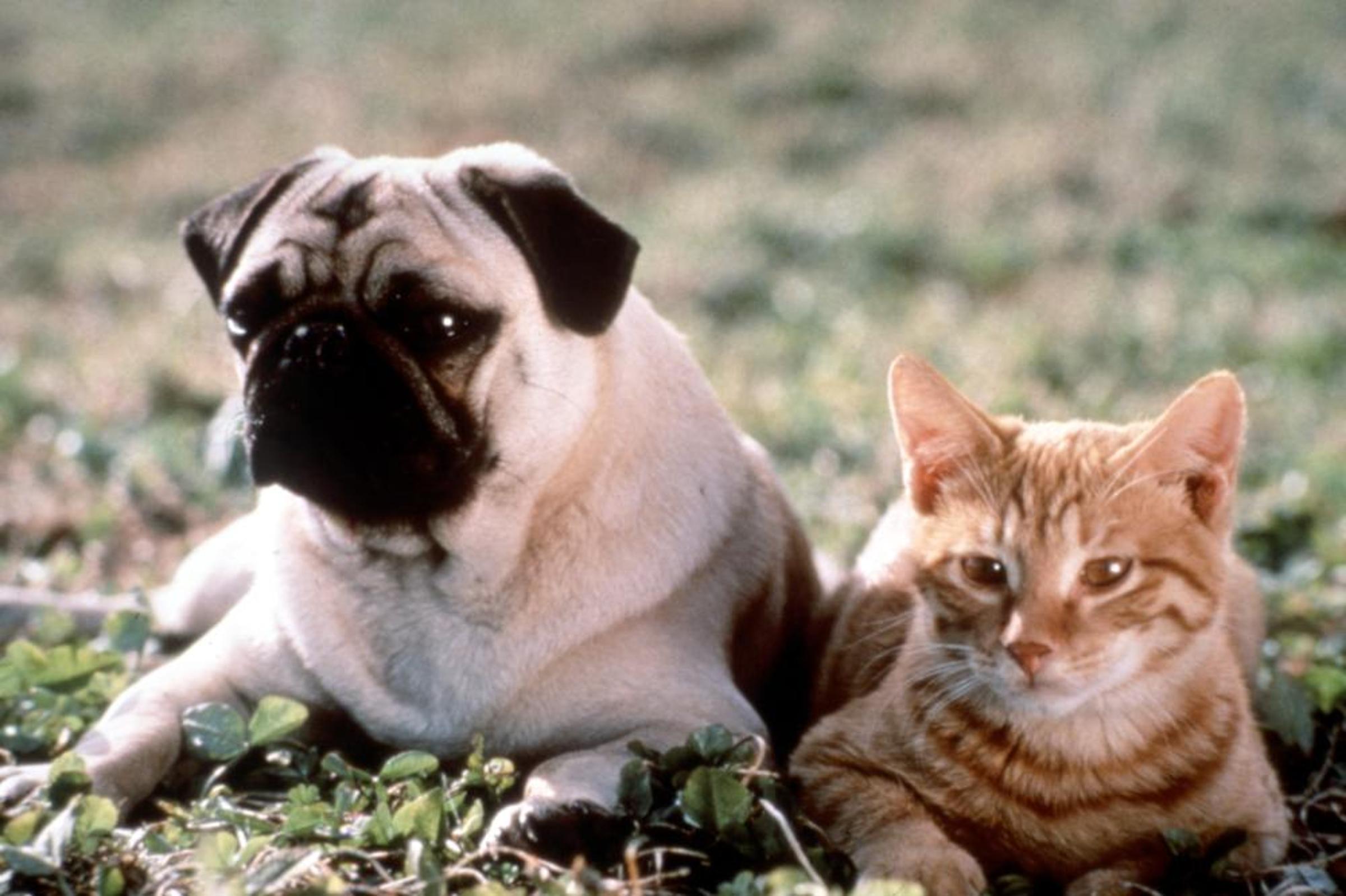 Most Famoous Dogs - Otis
