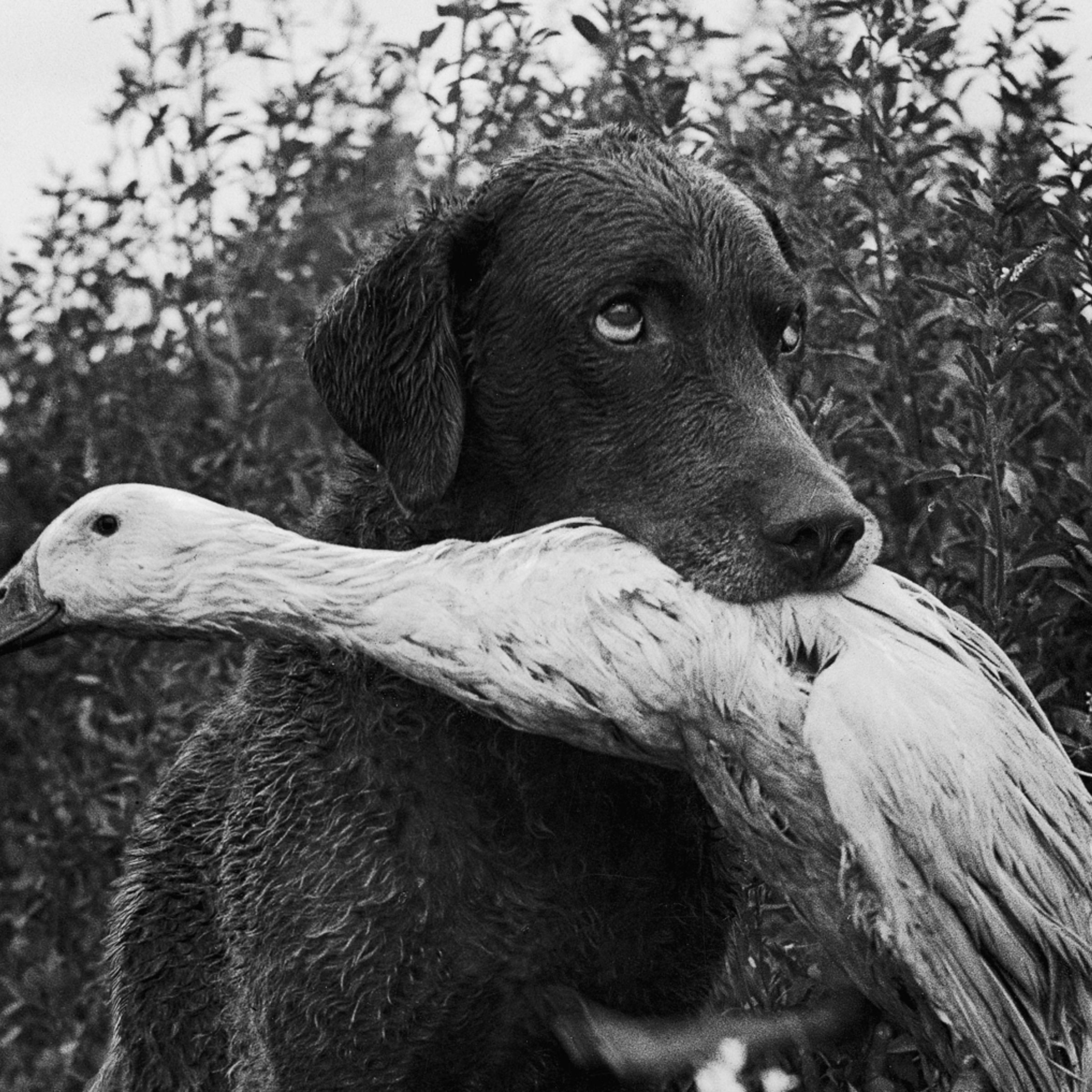 Donald the dog-loving duck plays with his friend Trigger, a Chesapeake Bay Retriever.