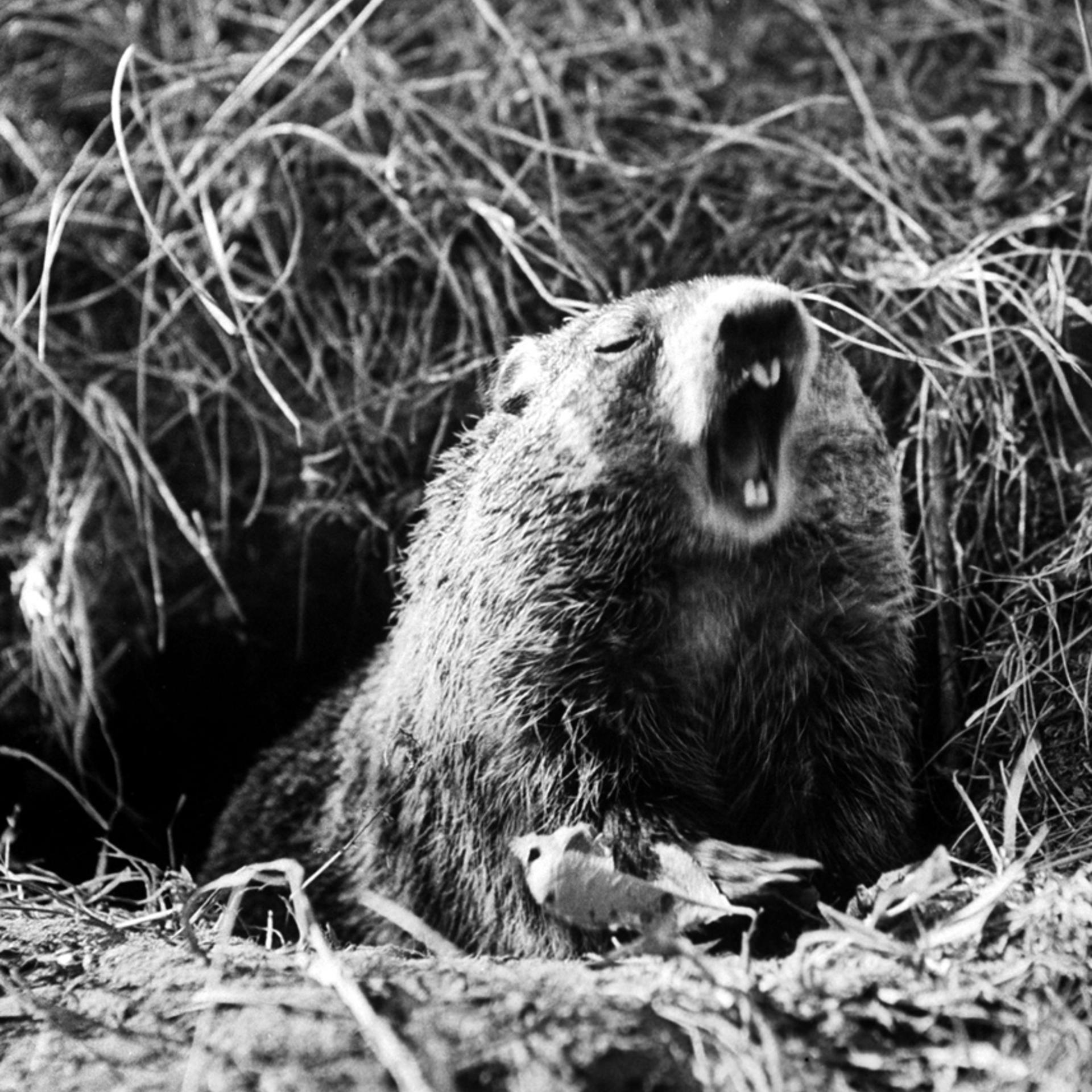 A groundhog at the entrance to its burrow.