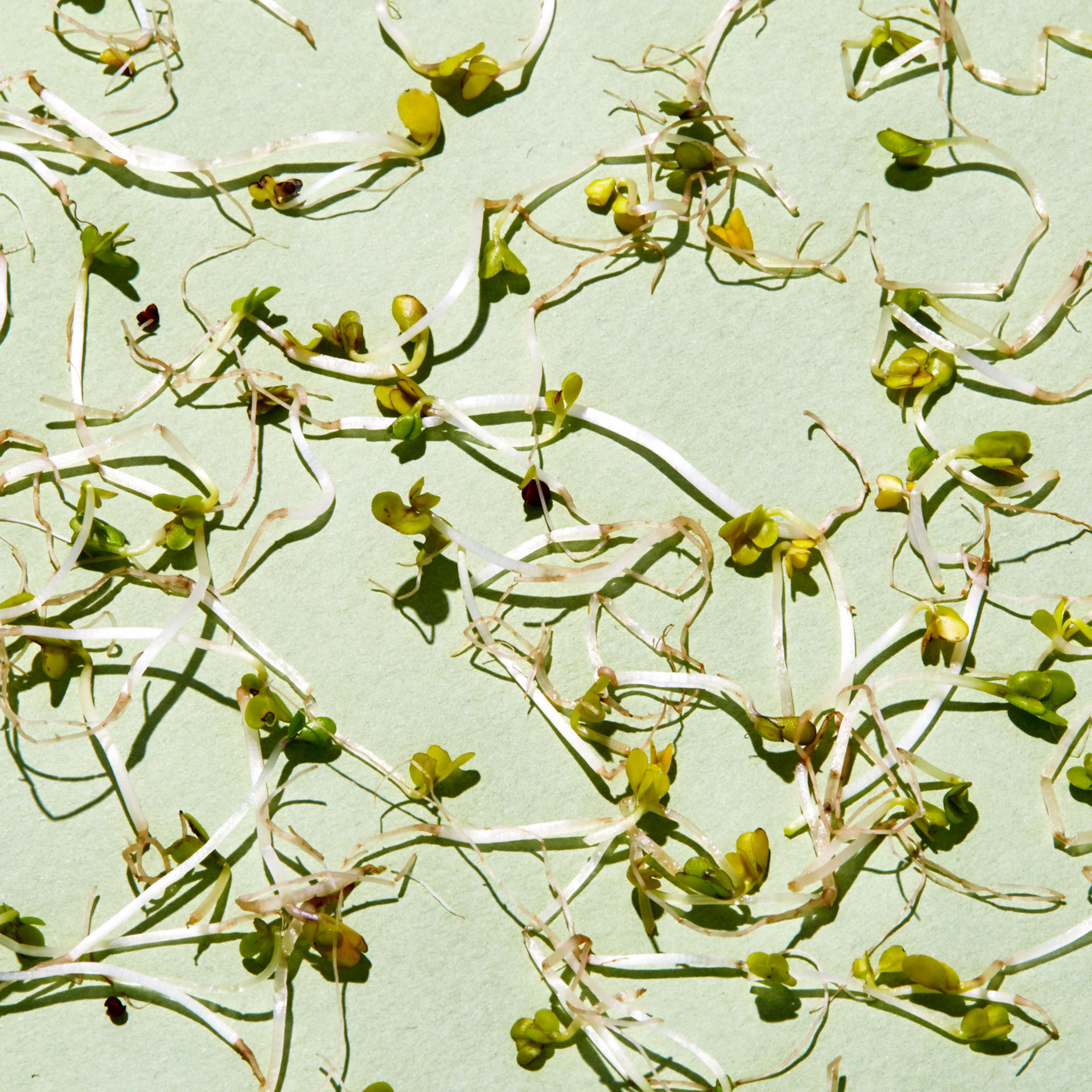 healthiest foods, health food, diet, nutrition, time.com stock, broccoli sprouts, vegetables, greens