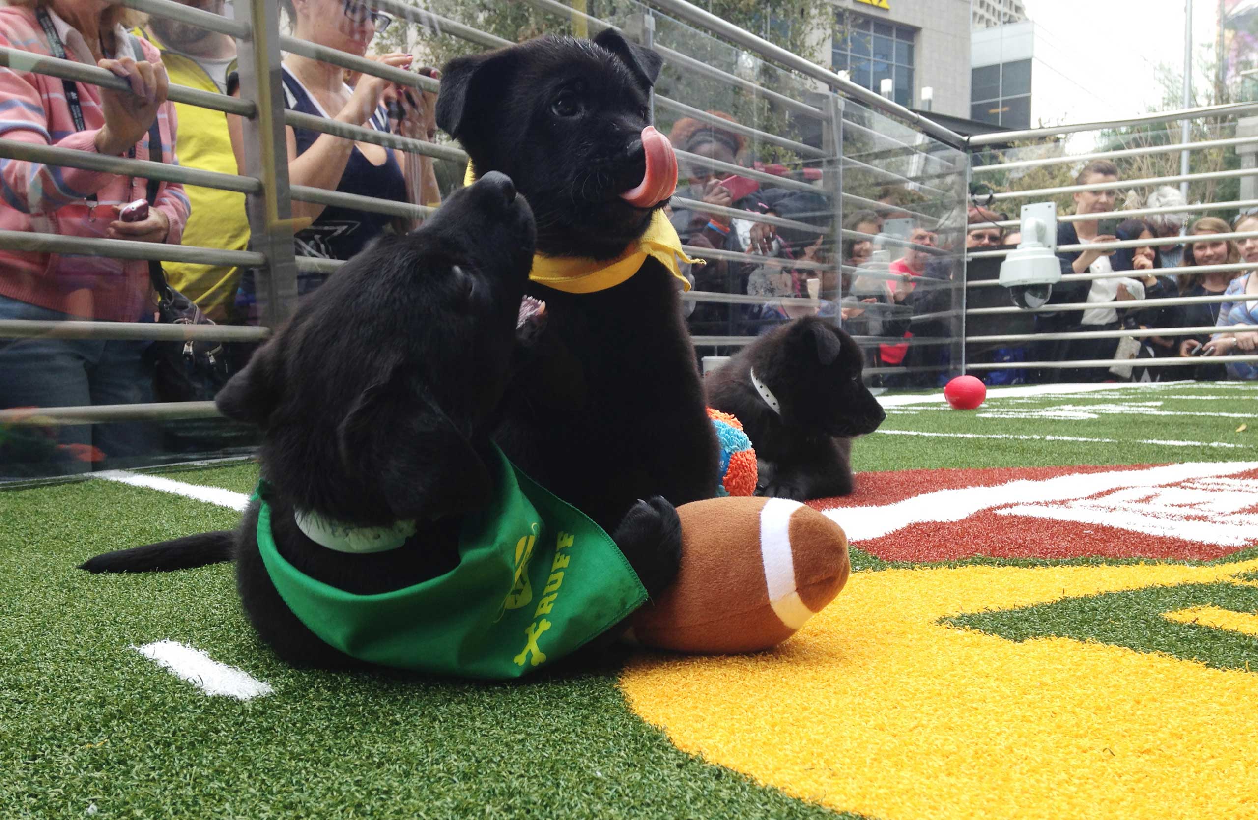 Puppies tussle with a plush football at the "Puppy Bowl" in Phoenix