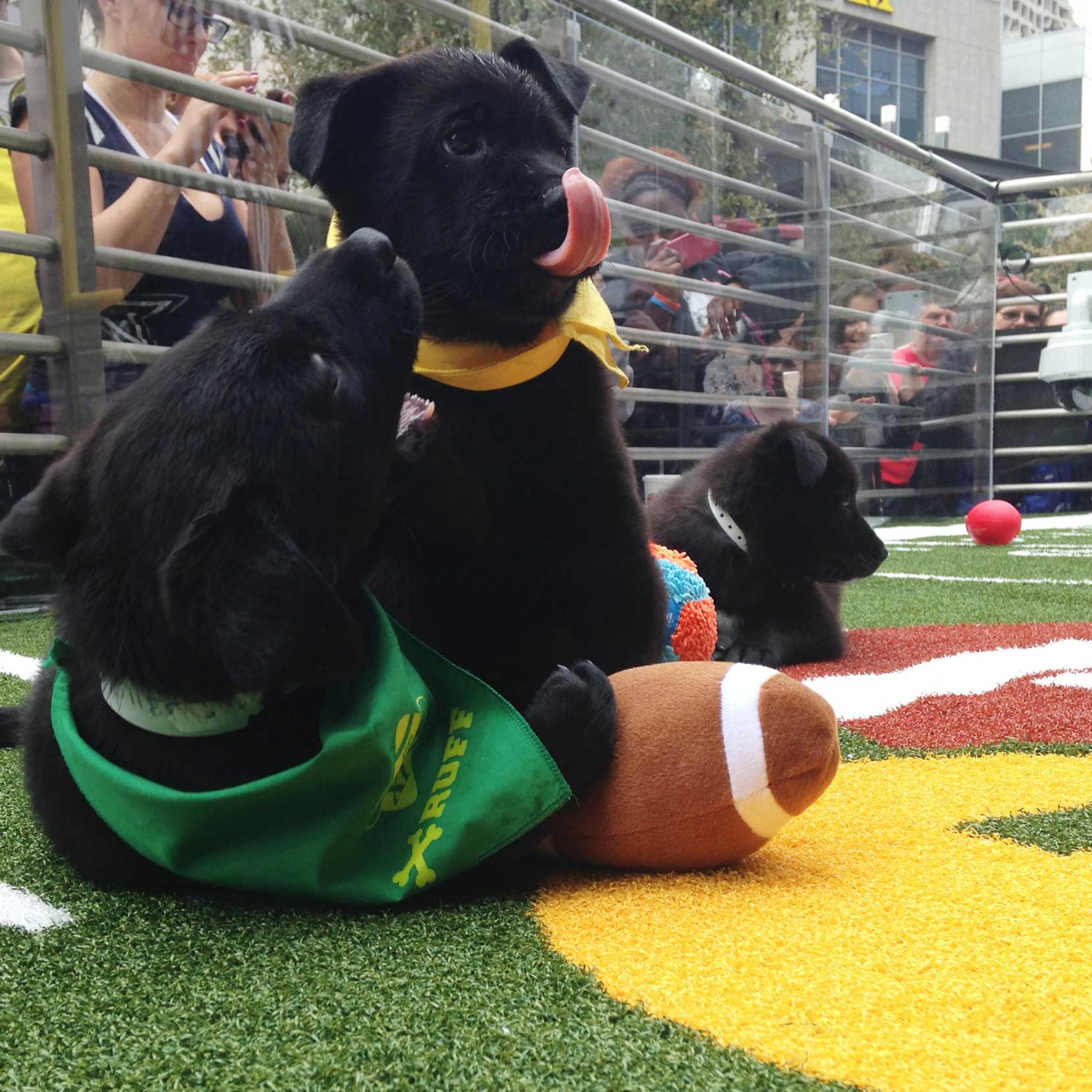 Puppies tussle with a plush football at the "Puppy Bowl" in Phoenix